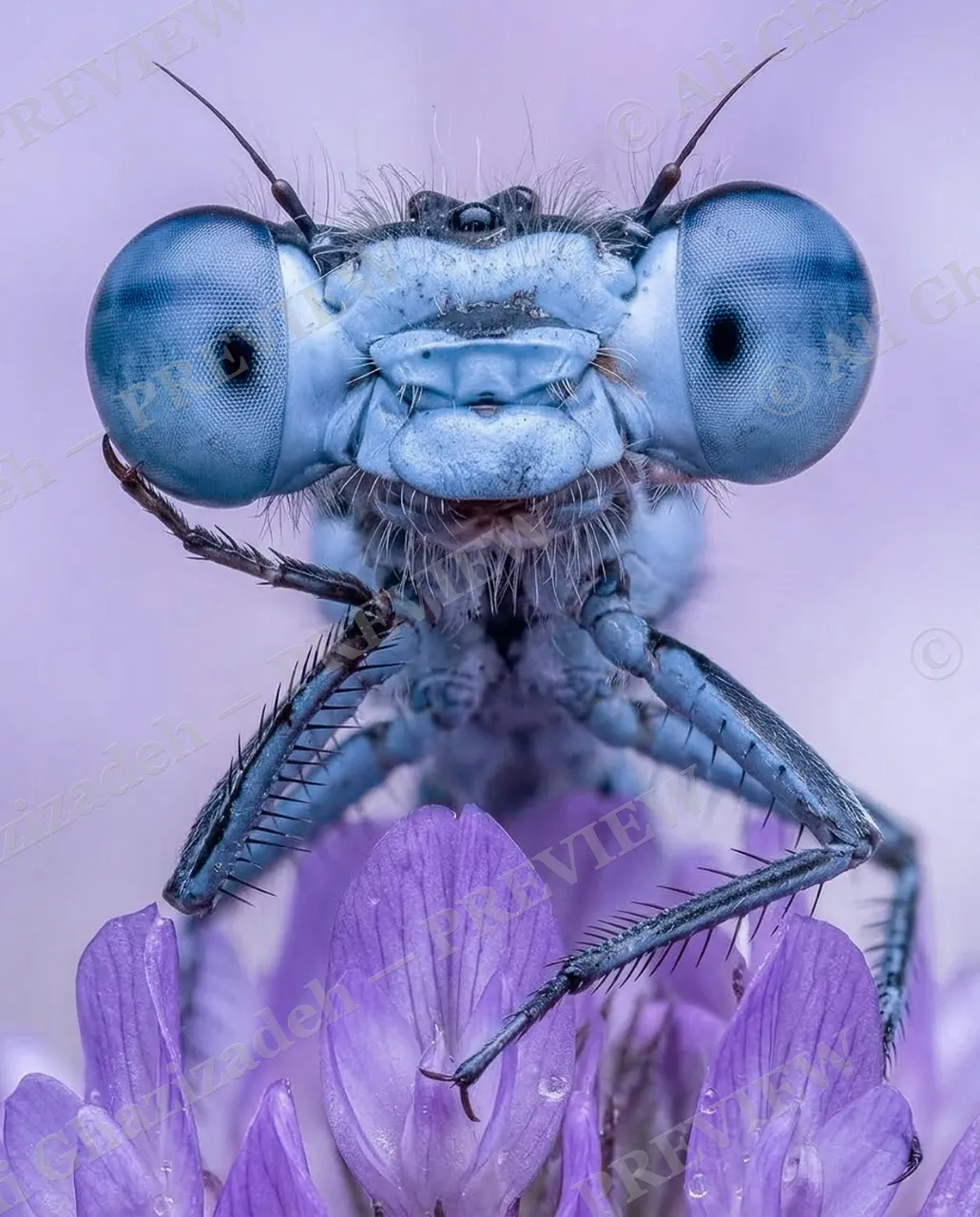 All Eyes On You — Wide-Eyed Wonder — Damselfly artwork by Ali Ghazizadeh