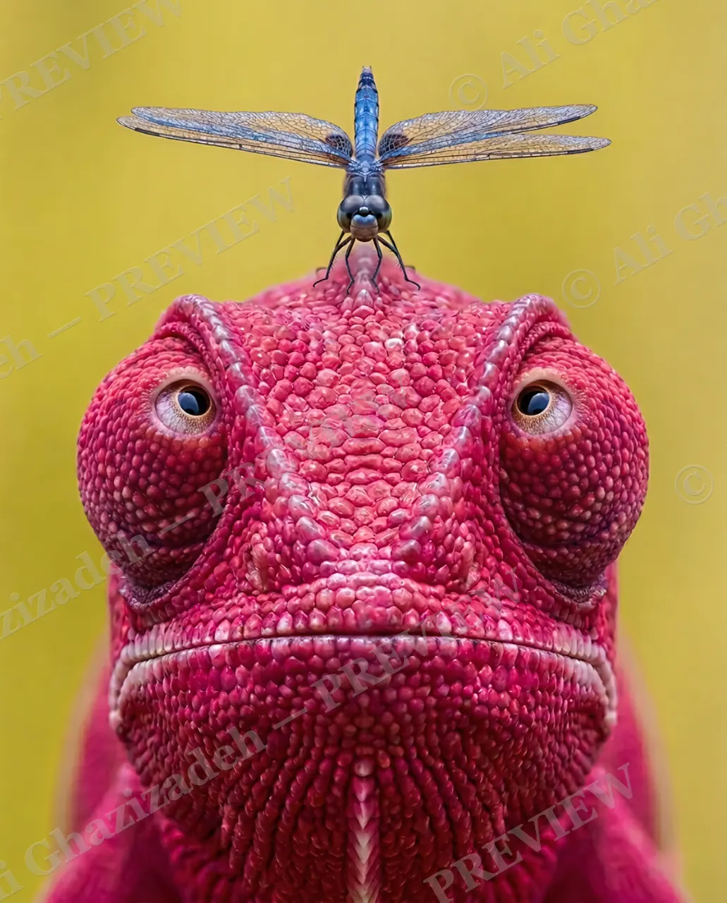Almost Lunch — The Perfect Perch — Panther chameleon artwork by Ali Ghazizadeh