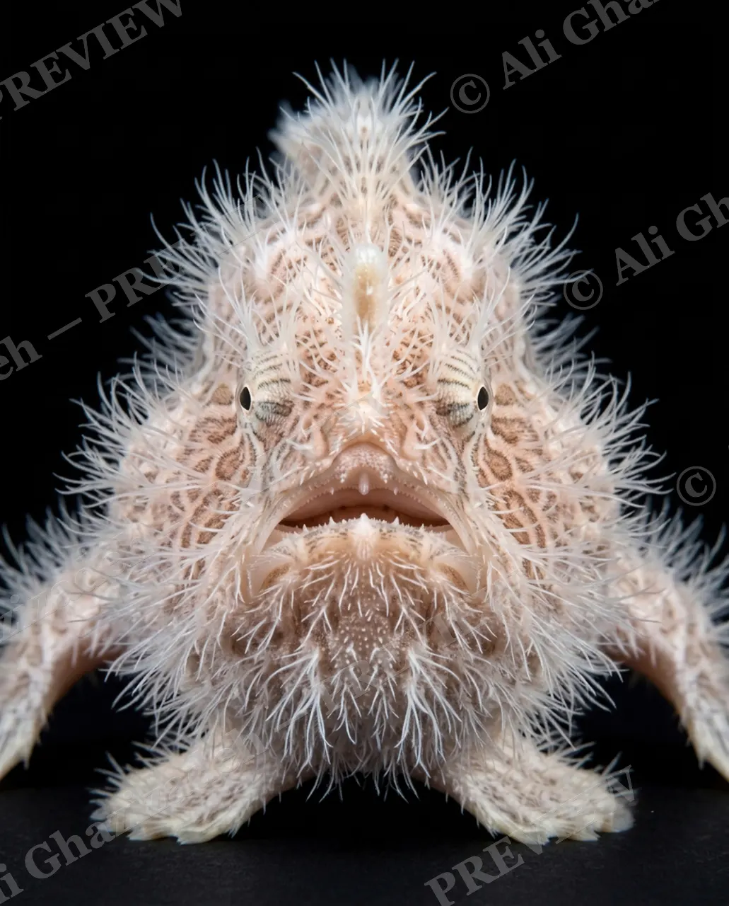 The Usual Suspects — Frosted White Fringe — Anglerfish artwork by Ali Ghazizadeh