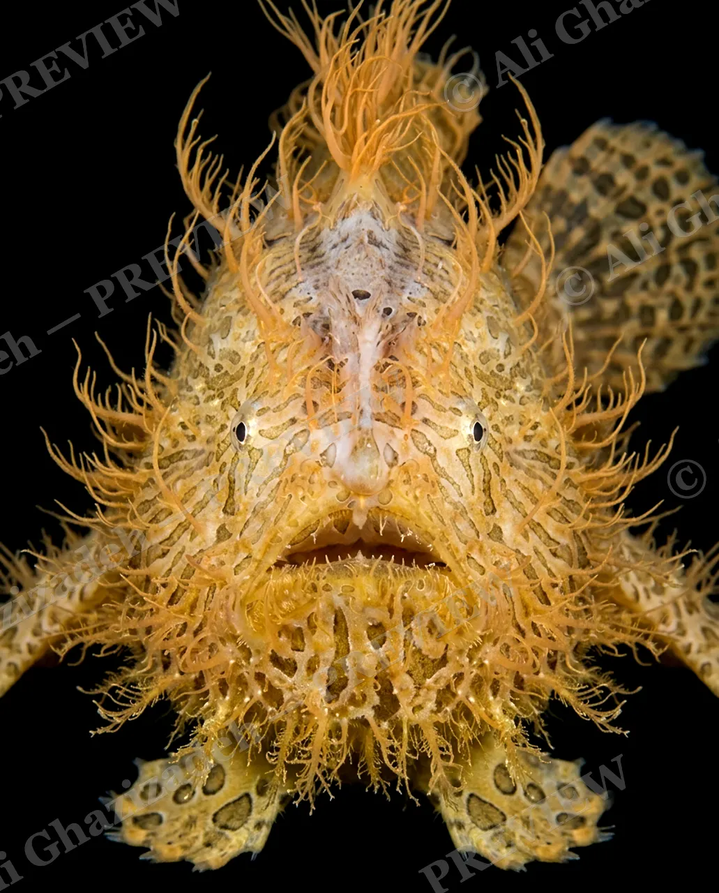 The Usual Suspects — Golden Tangle — Anglerfish artwork by Ali Ghazizadeh