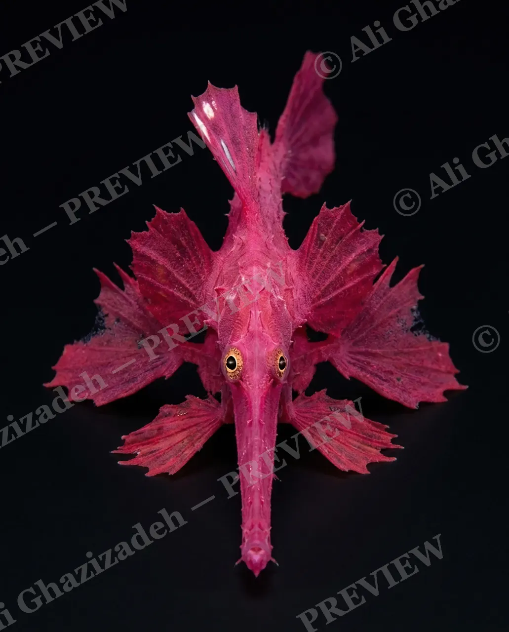 The Usual Suspects — Magenta Sea Dragon — Anglerfish artwork by Ali Ghazizadeh