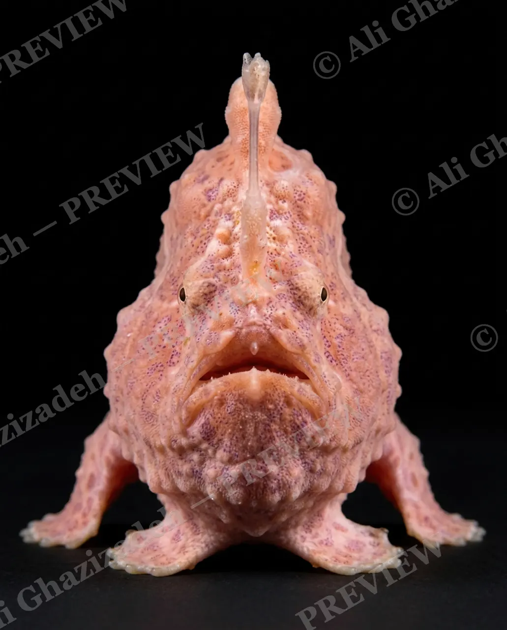 The Usual Suspects — Plain Salmon Face — Anglerfish artwork by Ali Ghazizadeh