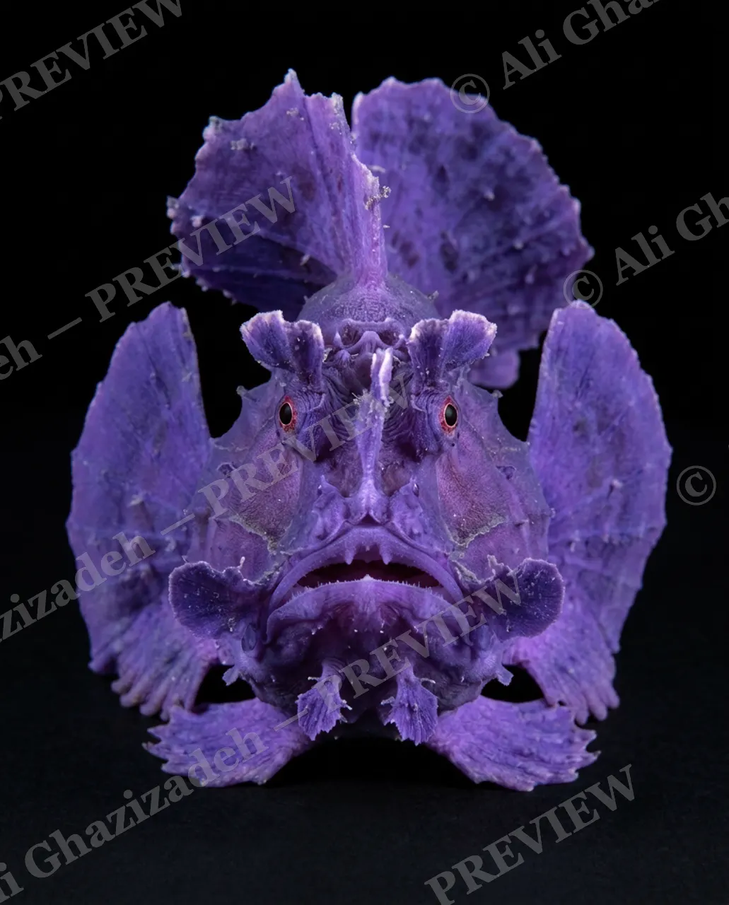 The Usual Suspects — Purple Fan Dance — Anglerfish artwork by Ali Ghazizadeh