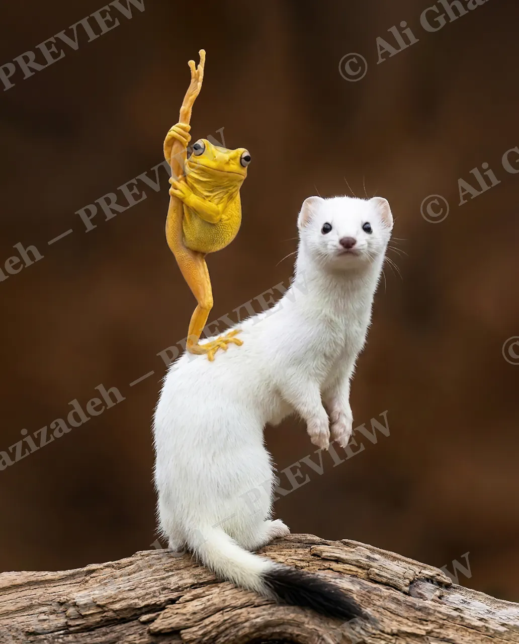 Balancing Act — The Handstand — Golden poison frog artwork by Ali Ghazizadeh