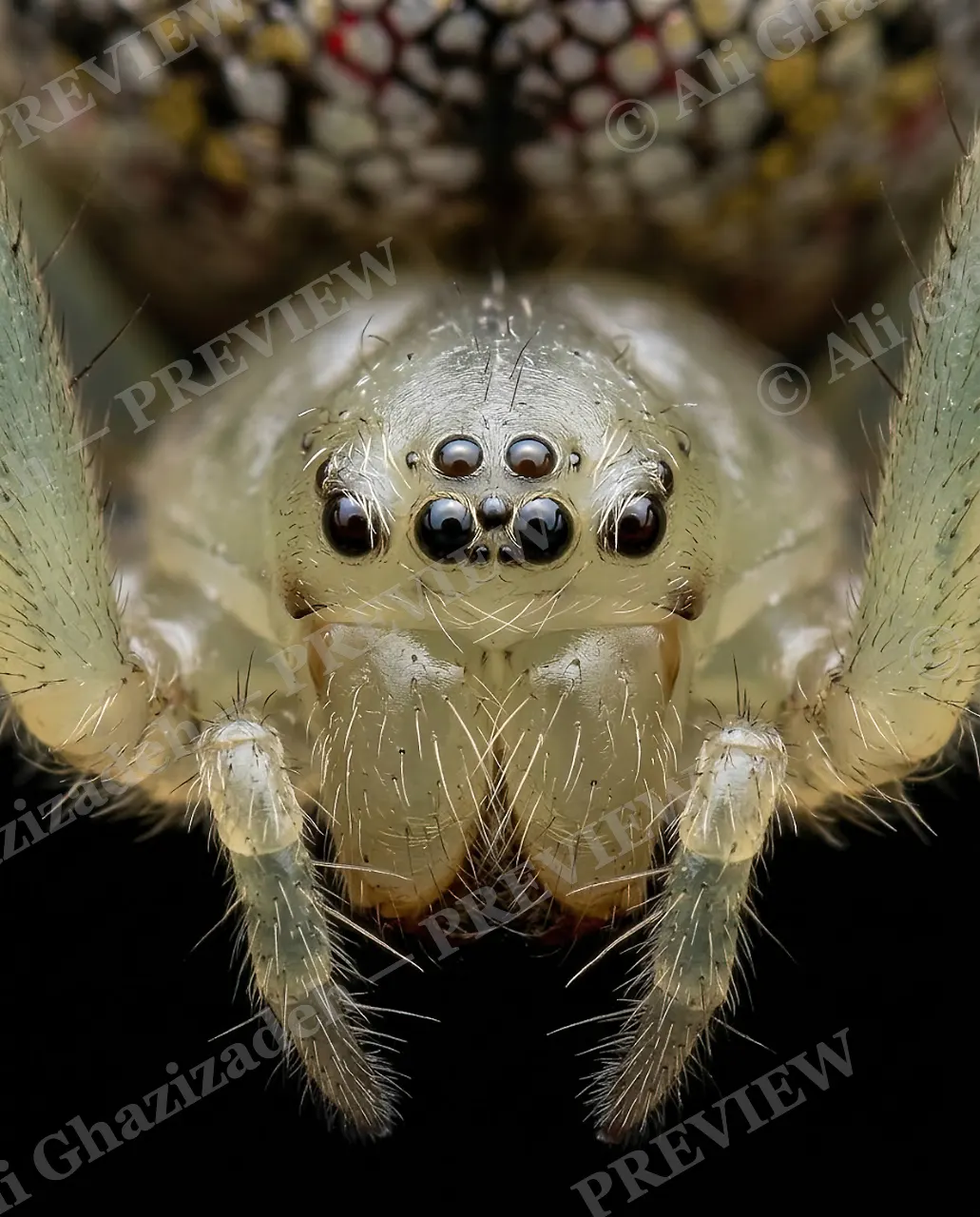Bedazzled — Eight Eyes Forward — Orb-weaver spider artwork by Ali Ghazizadeh