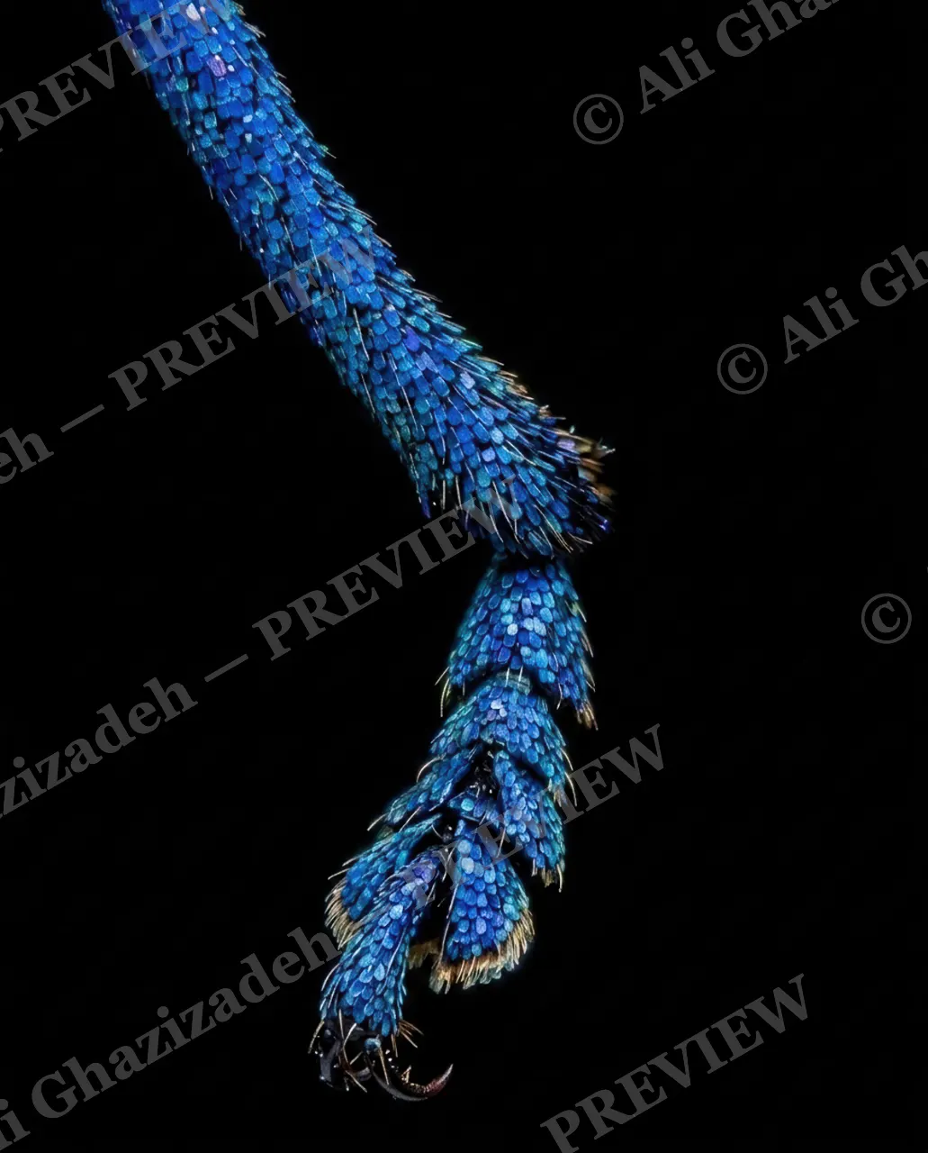 Bedazzled — Cobalt Claw — Weevil artwork by Ali Ghazizadeh