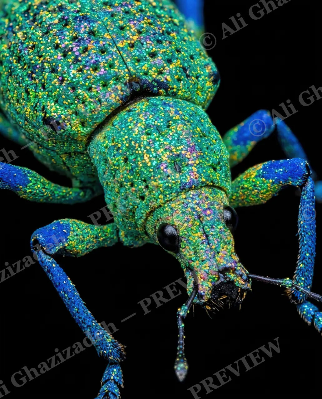 Bedazzled — Diamond in Disguise — Weevil artwork by Ali Ghazizadeh