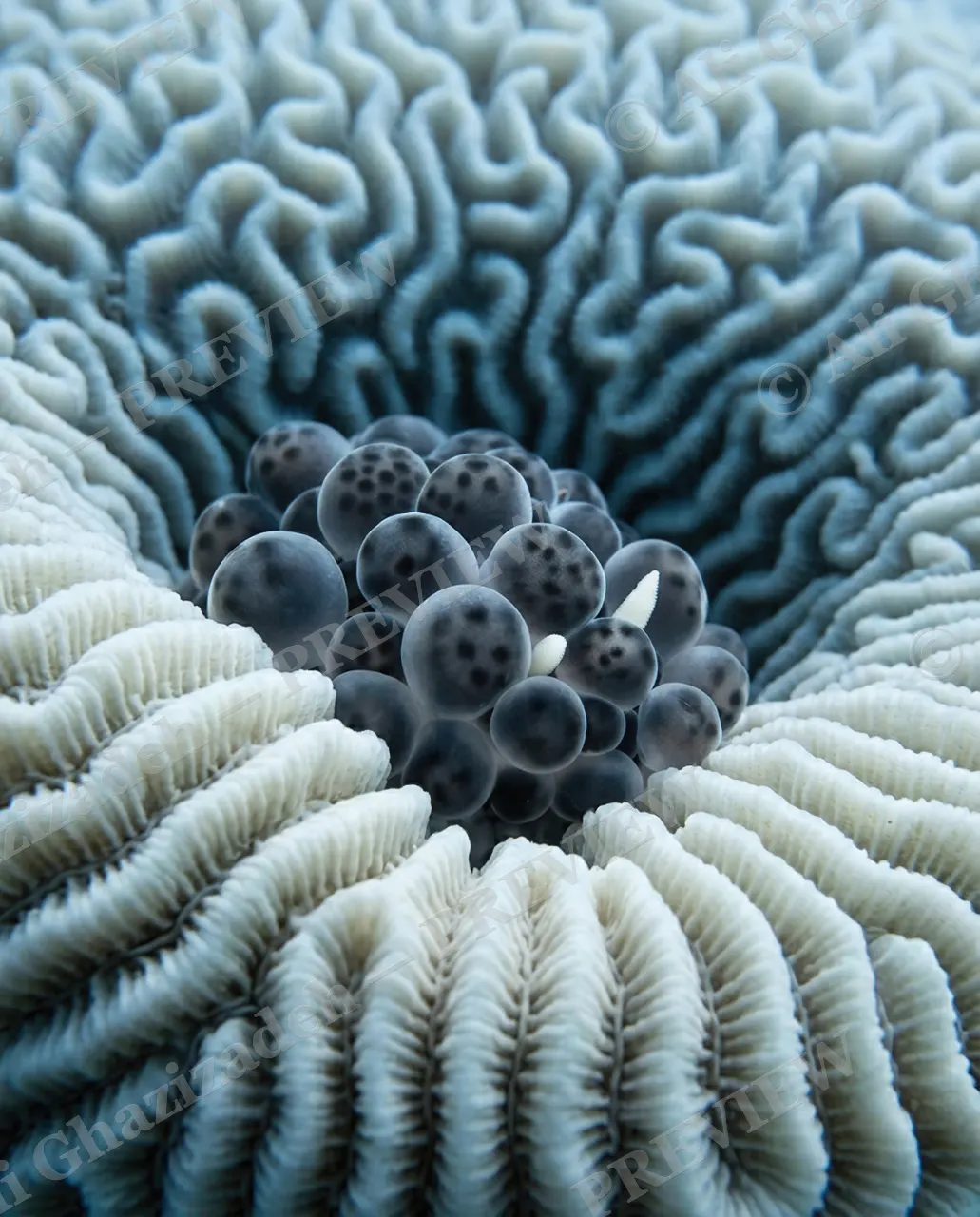 Berry Convincing — Berry Convincing — Nudibranch artwork by Ali Ghazizadeh