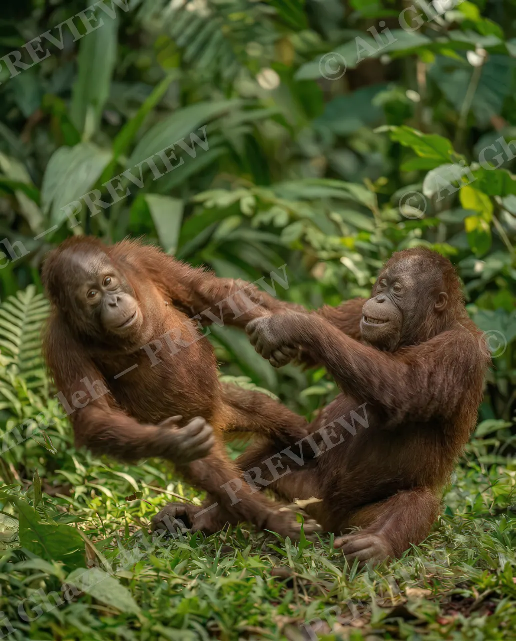 Best Frenemies — Arm Wrestle — Bornean orangutan artwork by Ali Ghazizadeh