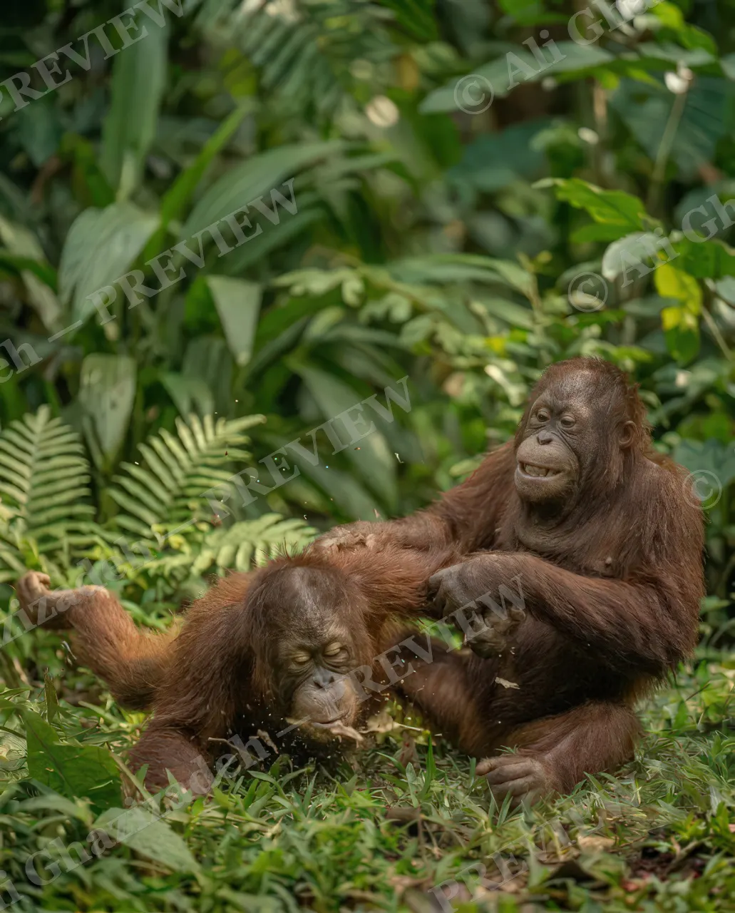 Best Frenemies — Grass Facial — Bornean orangutan artwork by Ali Ghazizadeh