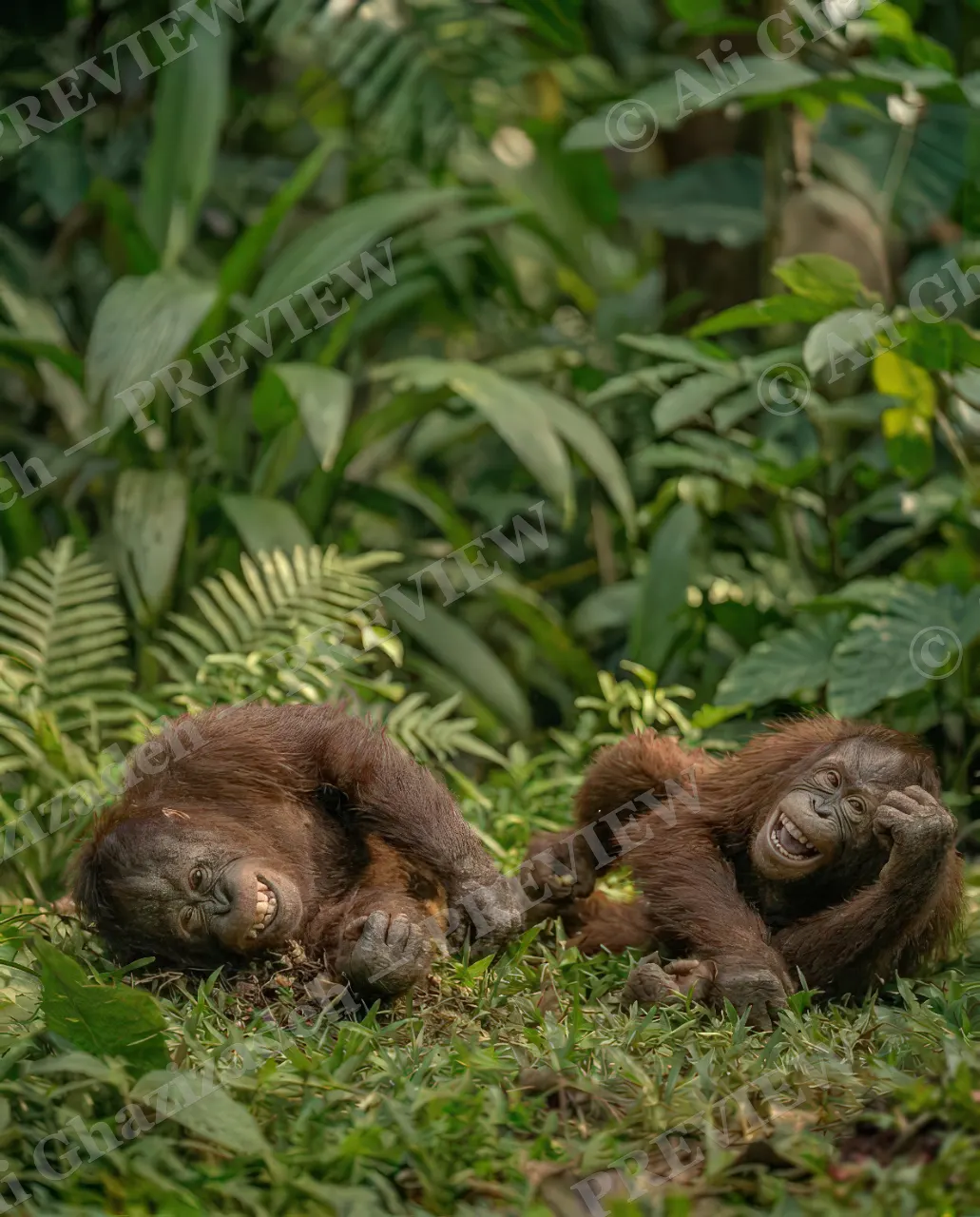 Best Frenemies — Laughing It Off — Bornean orangutan artwork by Ali Ghazizadeh