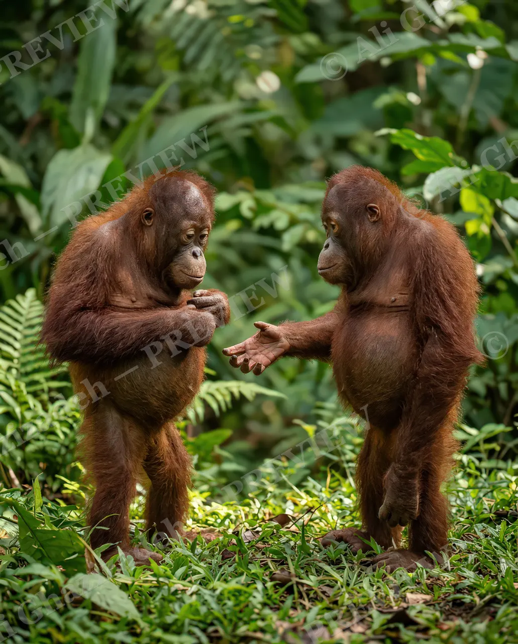 Best Frenemies — First Reach — Bornean orangutan artwork by Ali Ghazizadeh