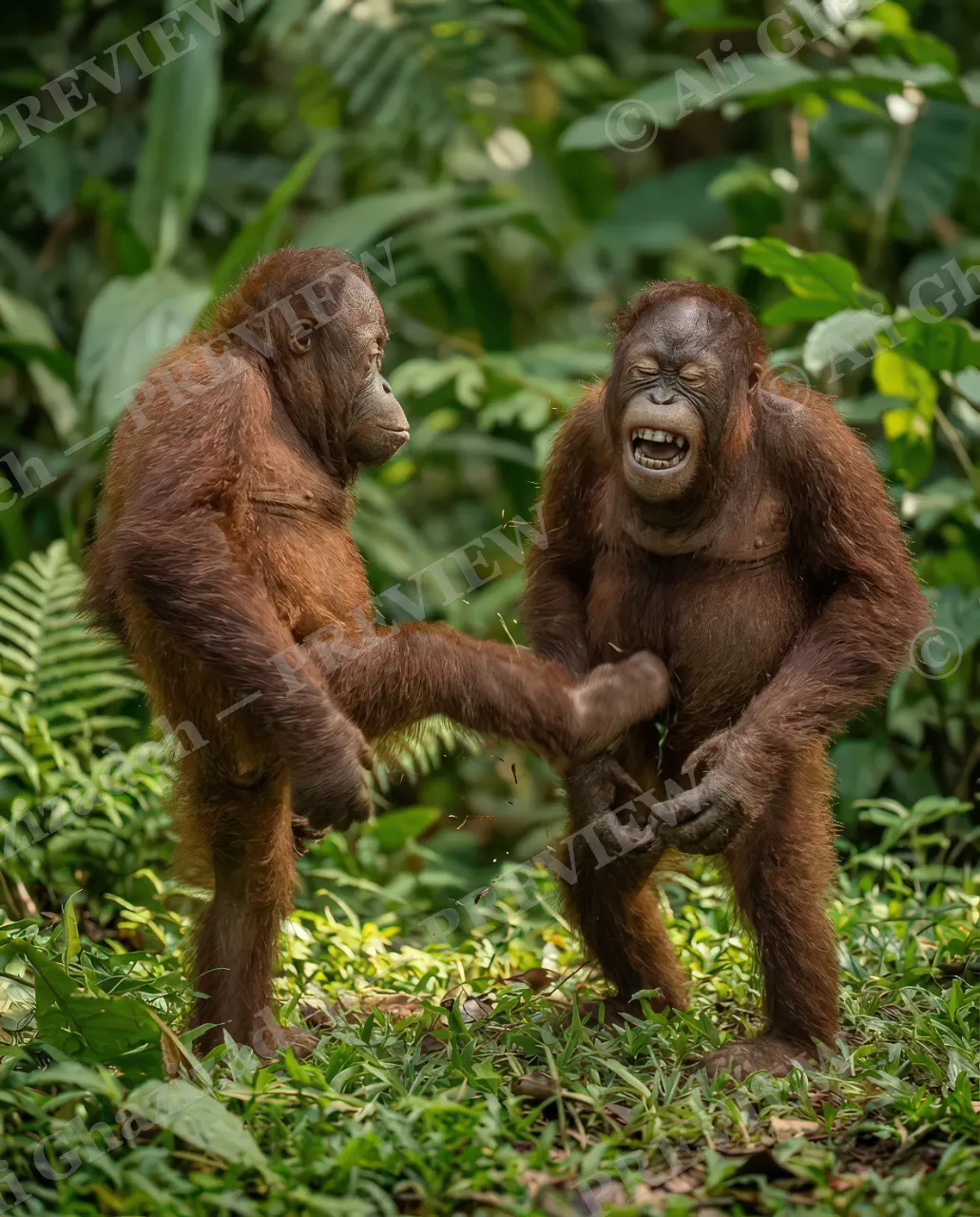Best Frenemies — The Low Blow — Bornean orangutan artwork by Ali Ghazizadeh
