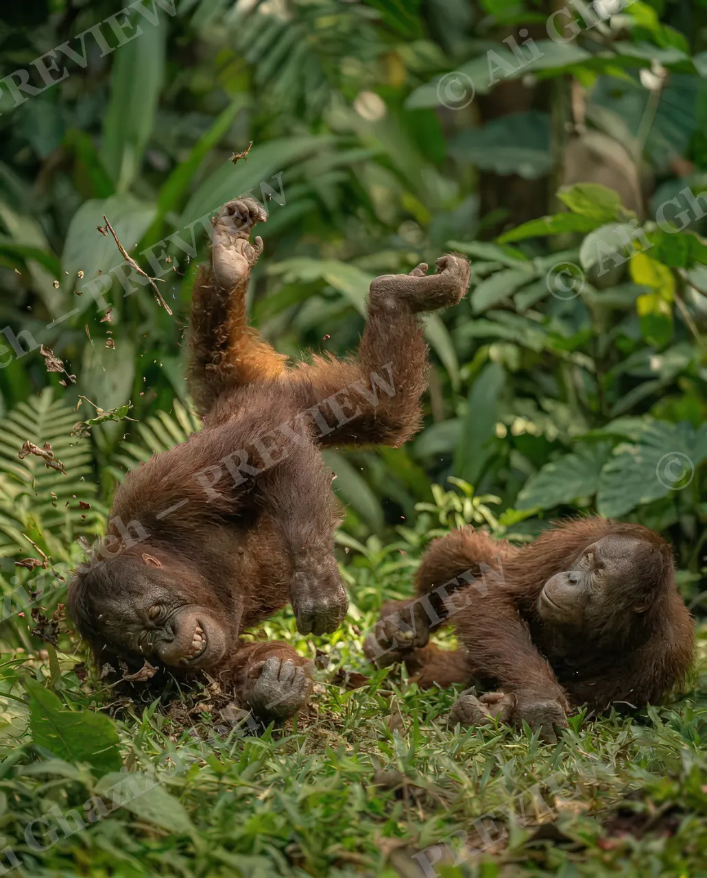 Best Frenemies — Upside-Down Tumble — Bornean orangutan artwork by Ali Ghazizadeh