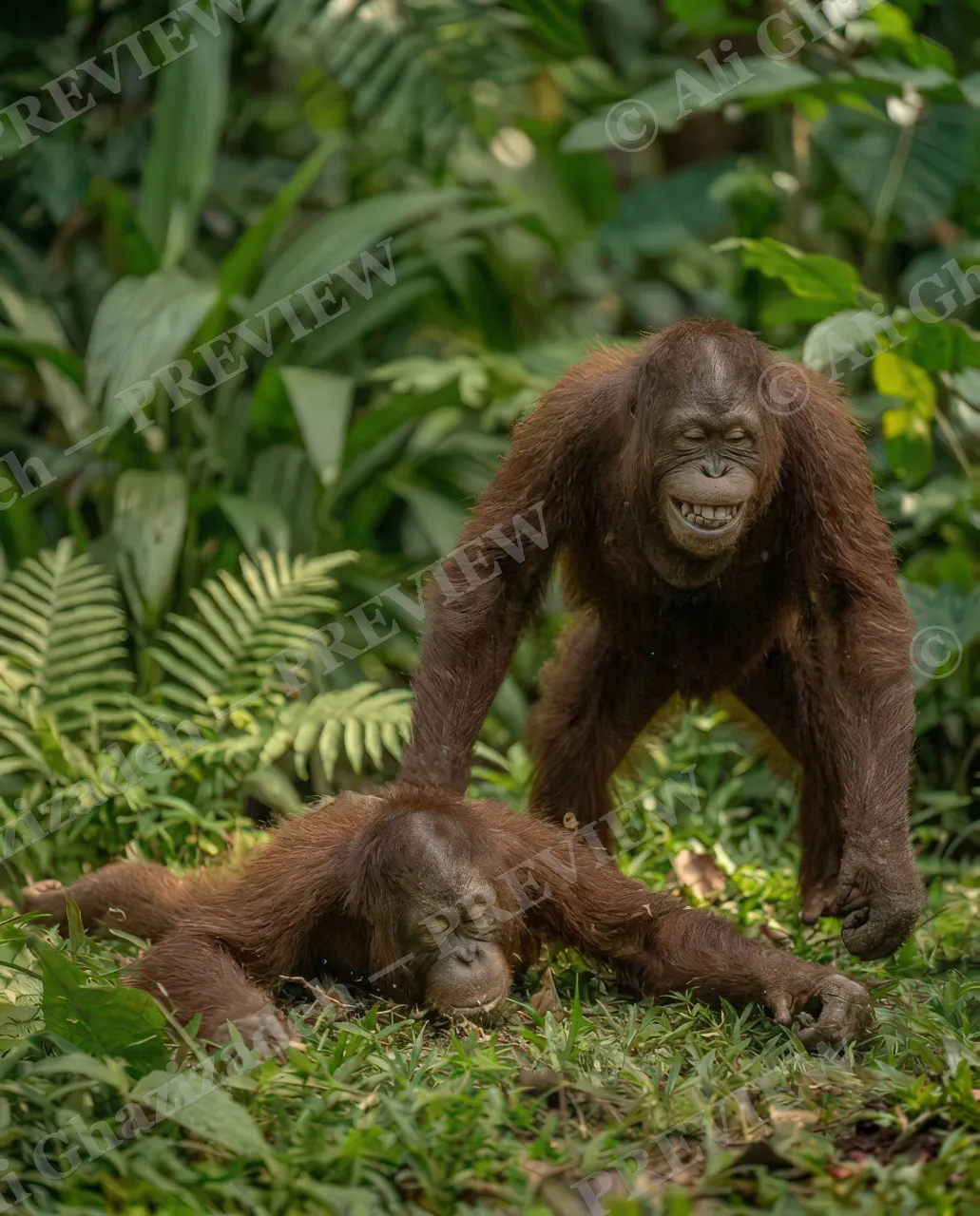 Best Frenemies — Victory Pose — Bornean orangutan artwork by Ali Ghazizadeh