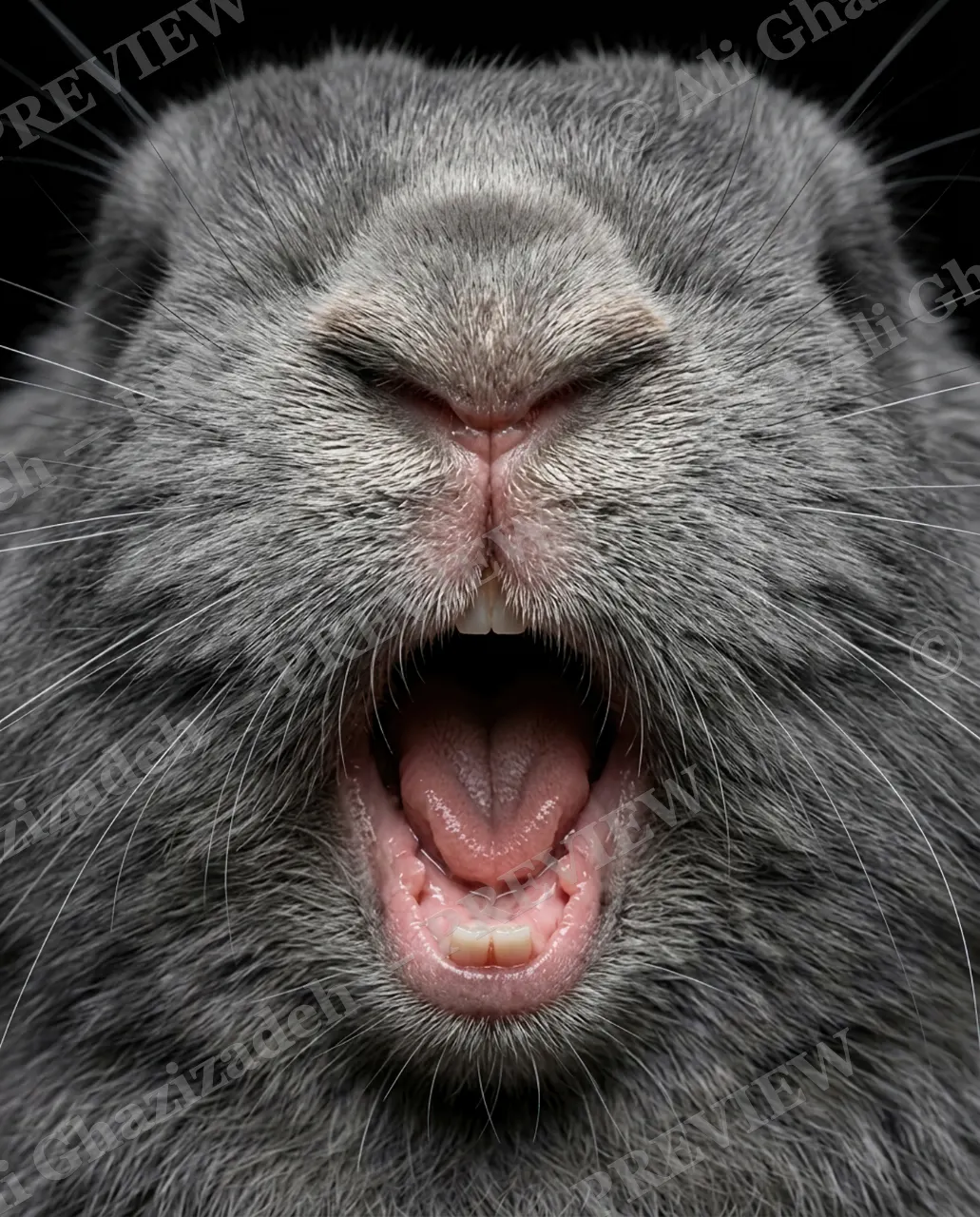 Big Bad Bunny — Encore Roar — Rabbit artwork by Ali Ghazizadeh