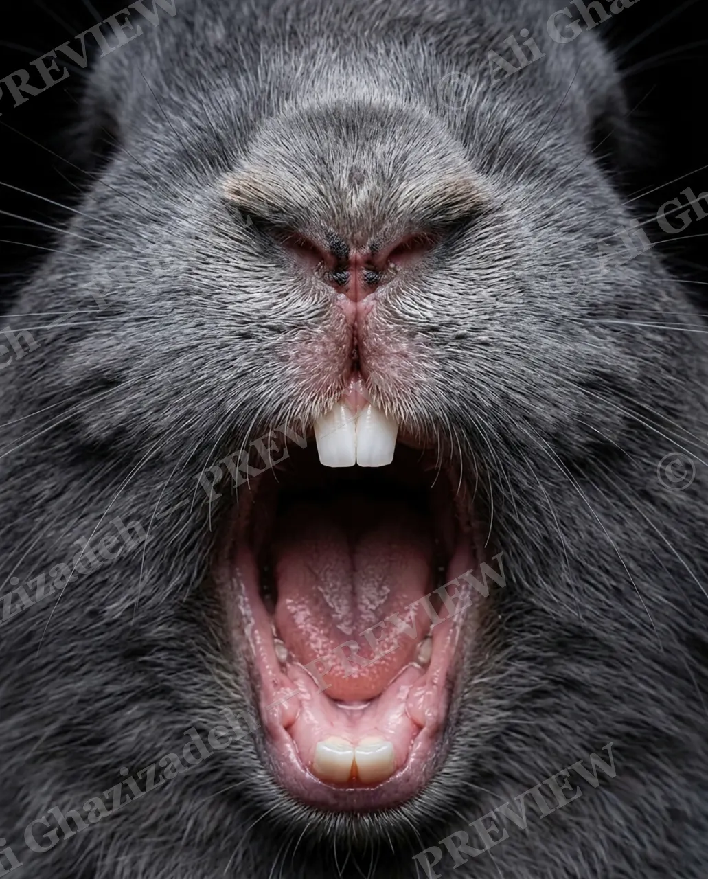 Big Bad Bunny — The Big Roar — Rabbit artwork by Ali Ghazizadeh