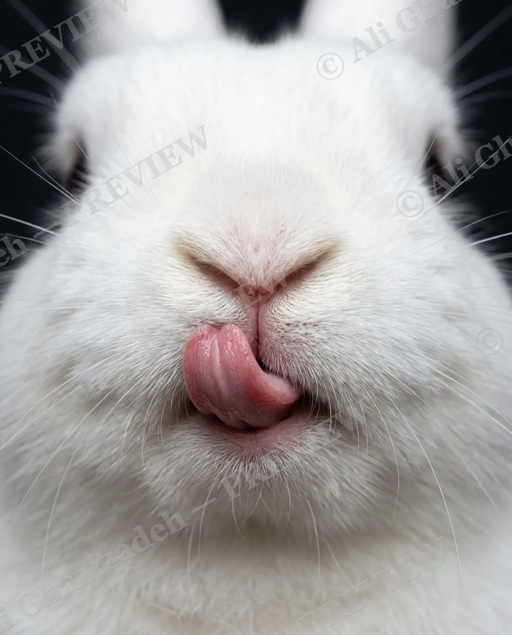 Big Bad Bunny — One More Lick — Rabbit artwork by Ali Ghazizadeh