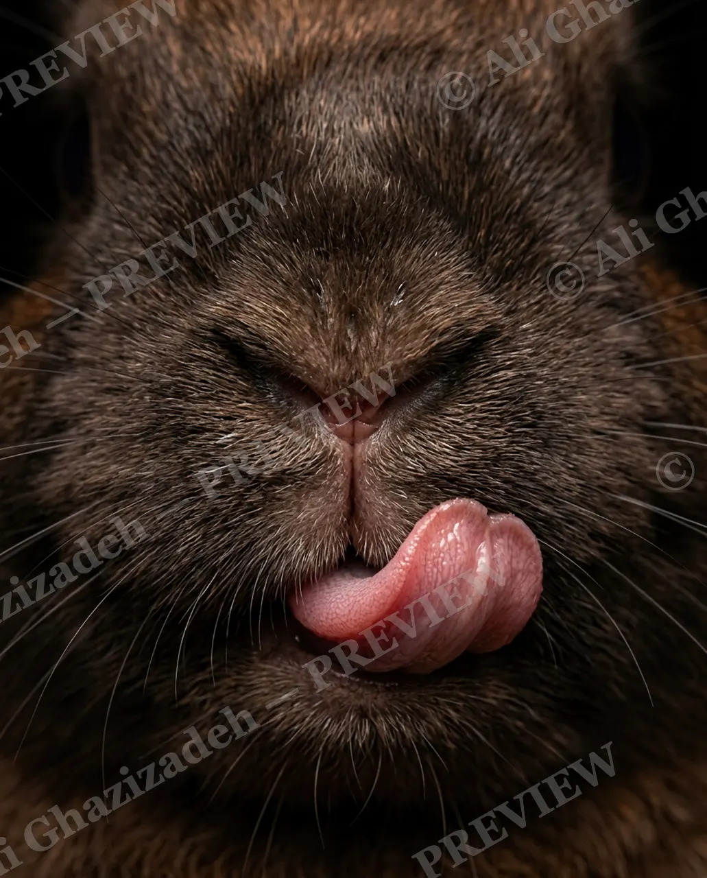 Big Bad Bunny — Sneaky Lick — Rabbit artwork by Ali Ghazizadeh
