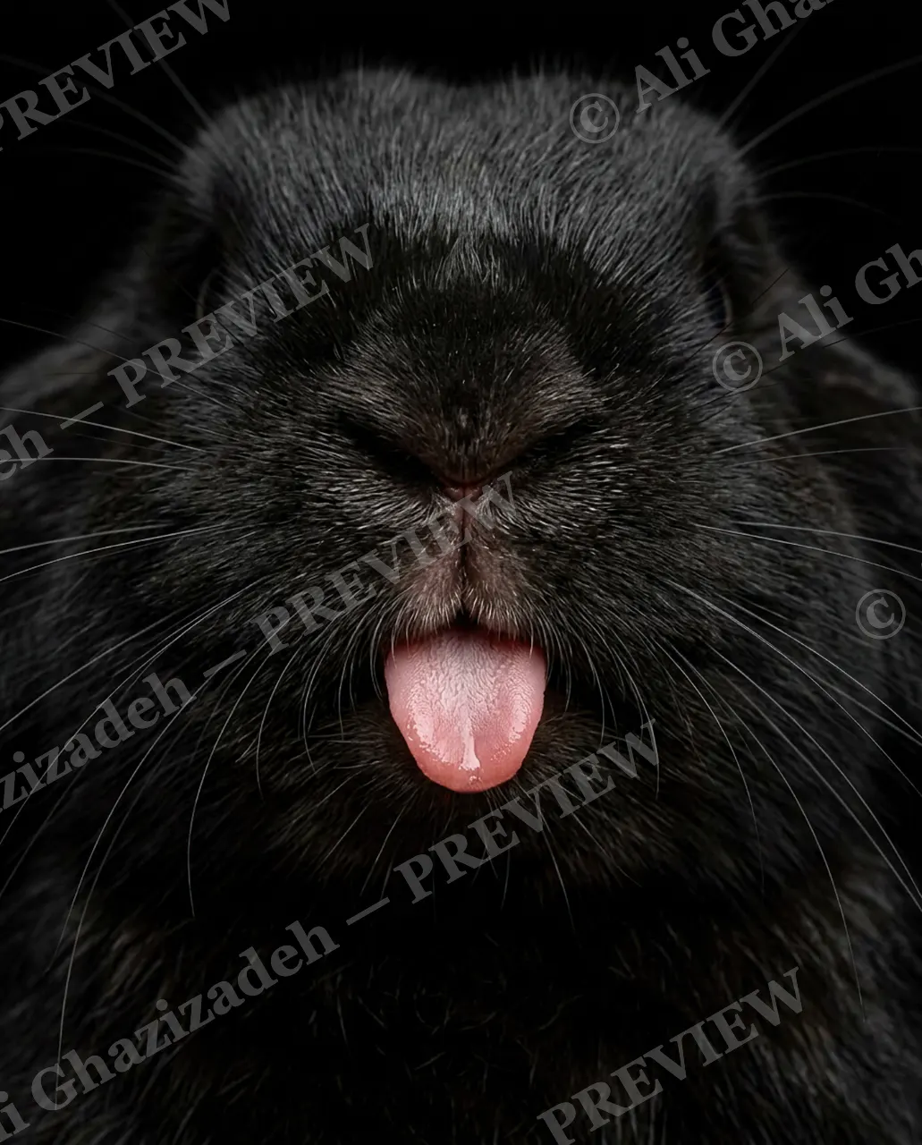Big Bad Bunny — Tongue Out — Rabbit artwork by Ali Ghazizadeh