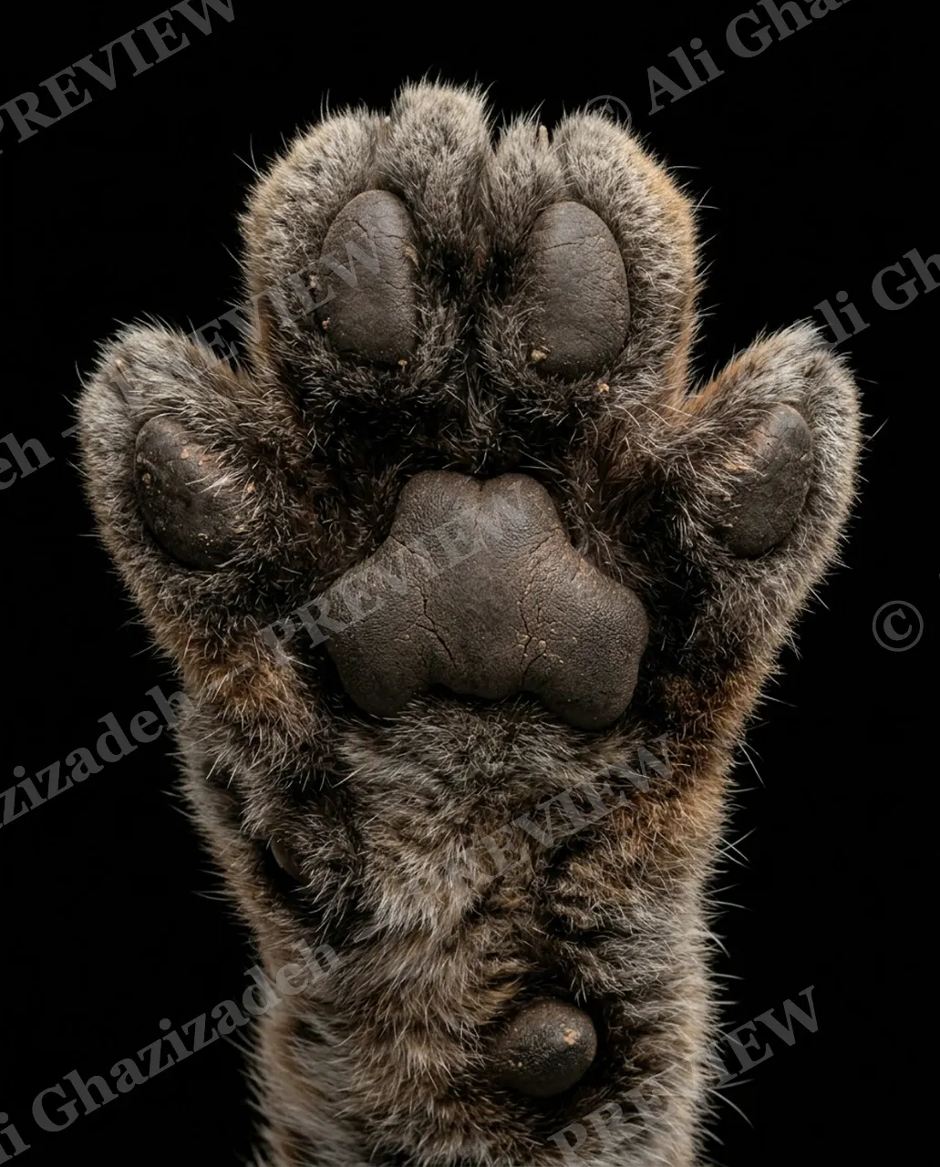 Big Softies — Claws Out — Tiger artwork by Ali Ghazizadeh