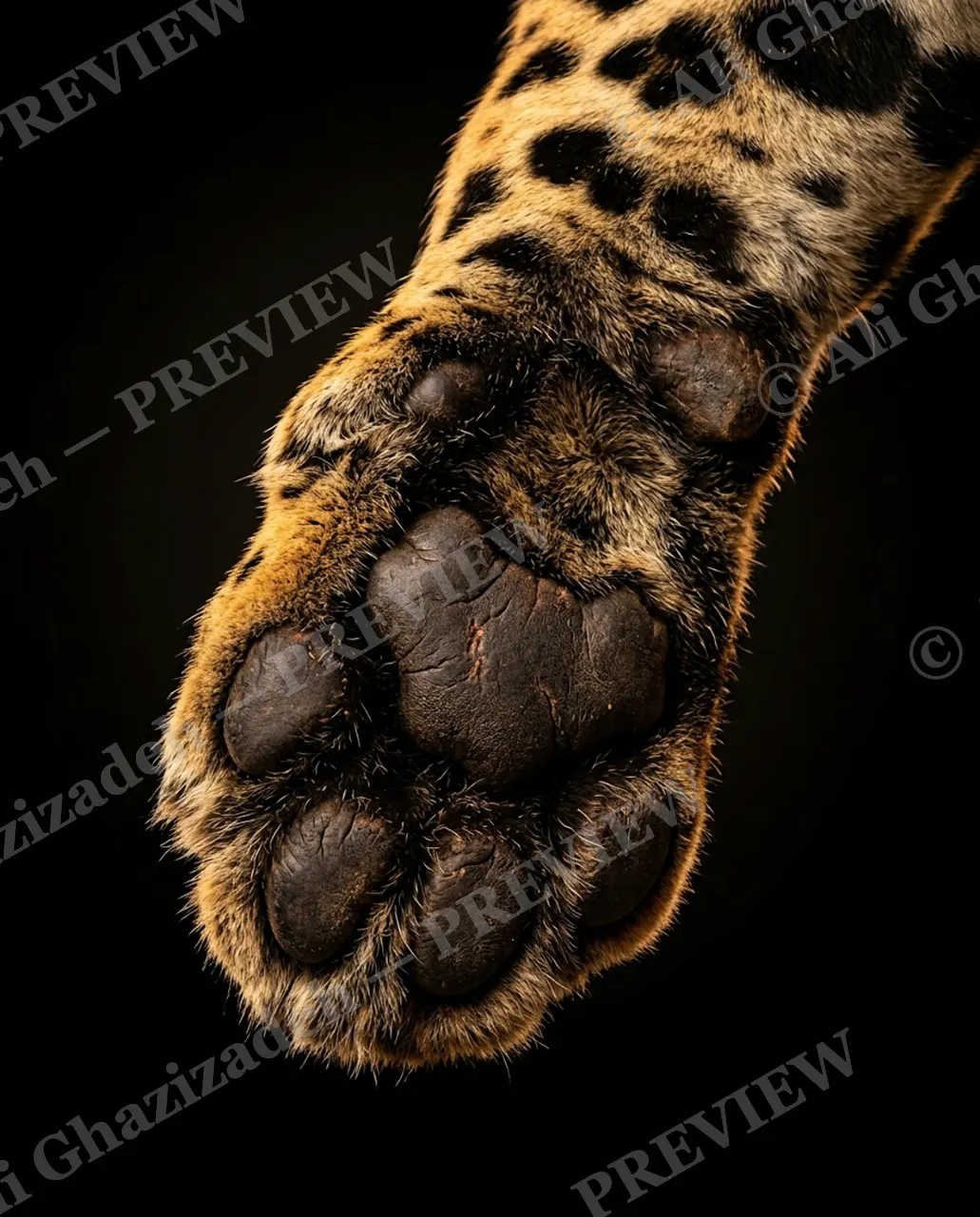 Big Softies — Jungle Walker — Tiger artwork by Ali Ghazizadeh