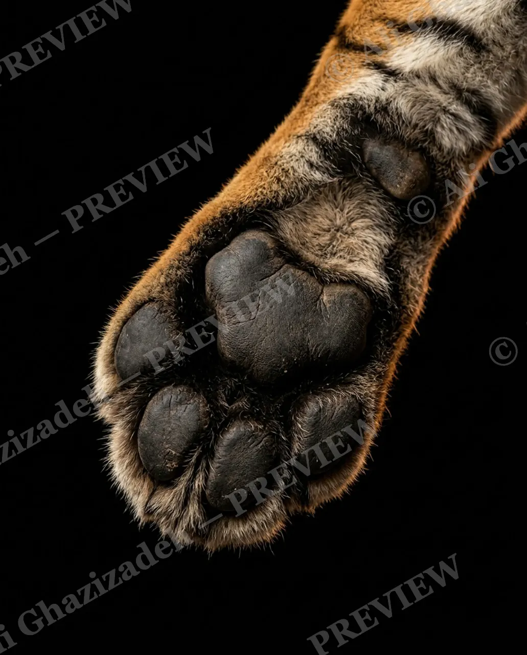 Big Softies — Tiger's Bold Print — Tiger artwork by Ali Ghazizadeh