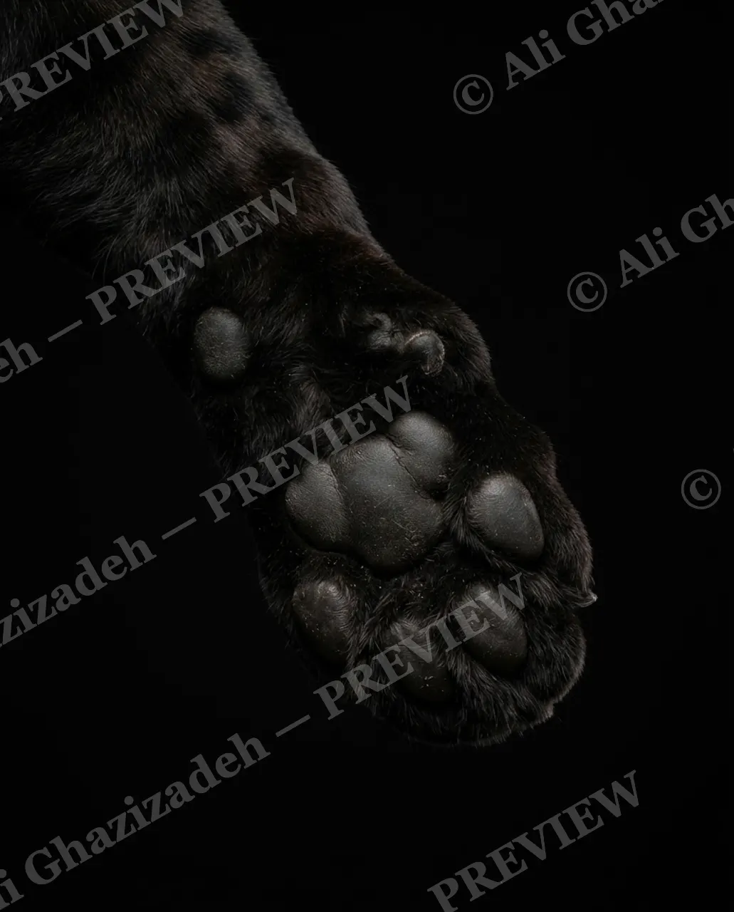 Big Softies — Night Walker — Tiger artwork by Ali Ghazizadeh