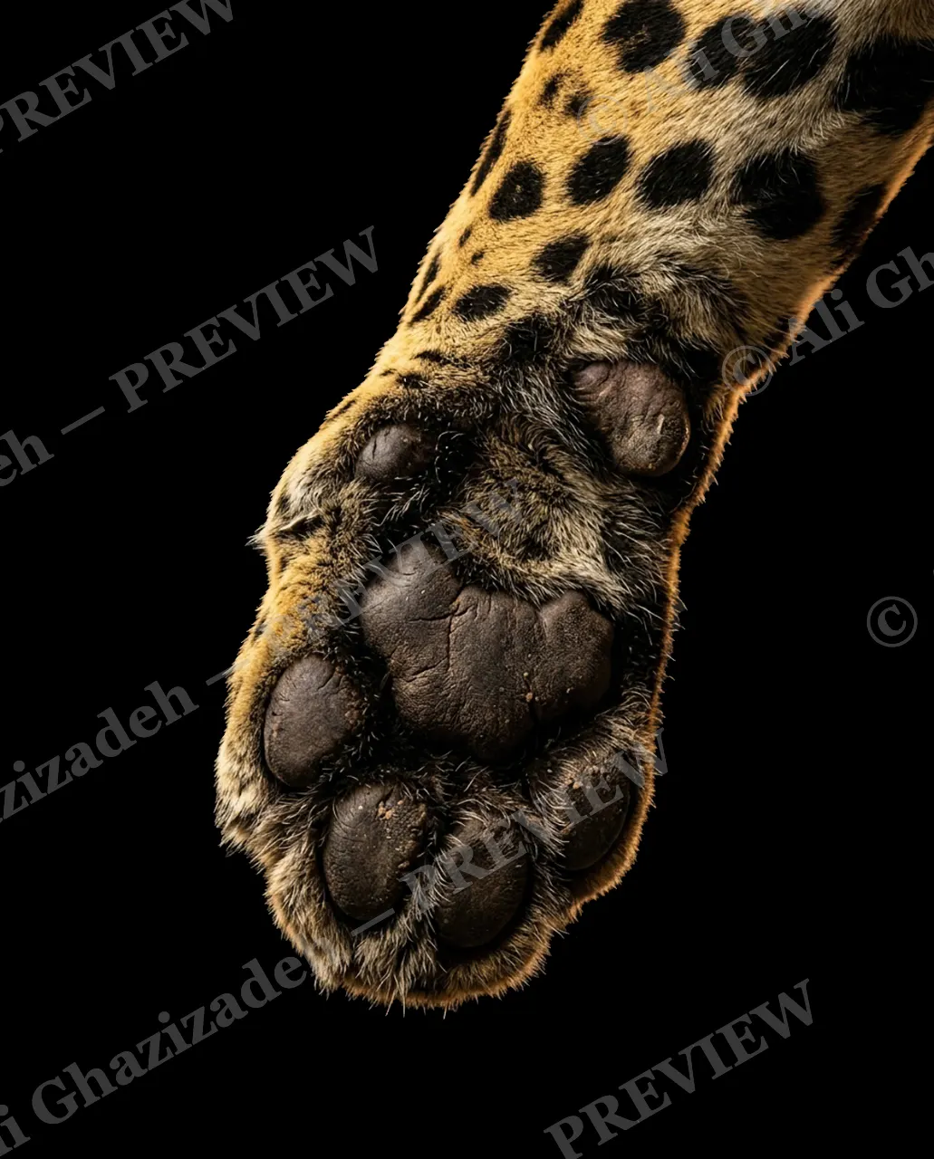 Big Softies — Quick Draw — Tiger artwork by Ali Ghazizadeh
