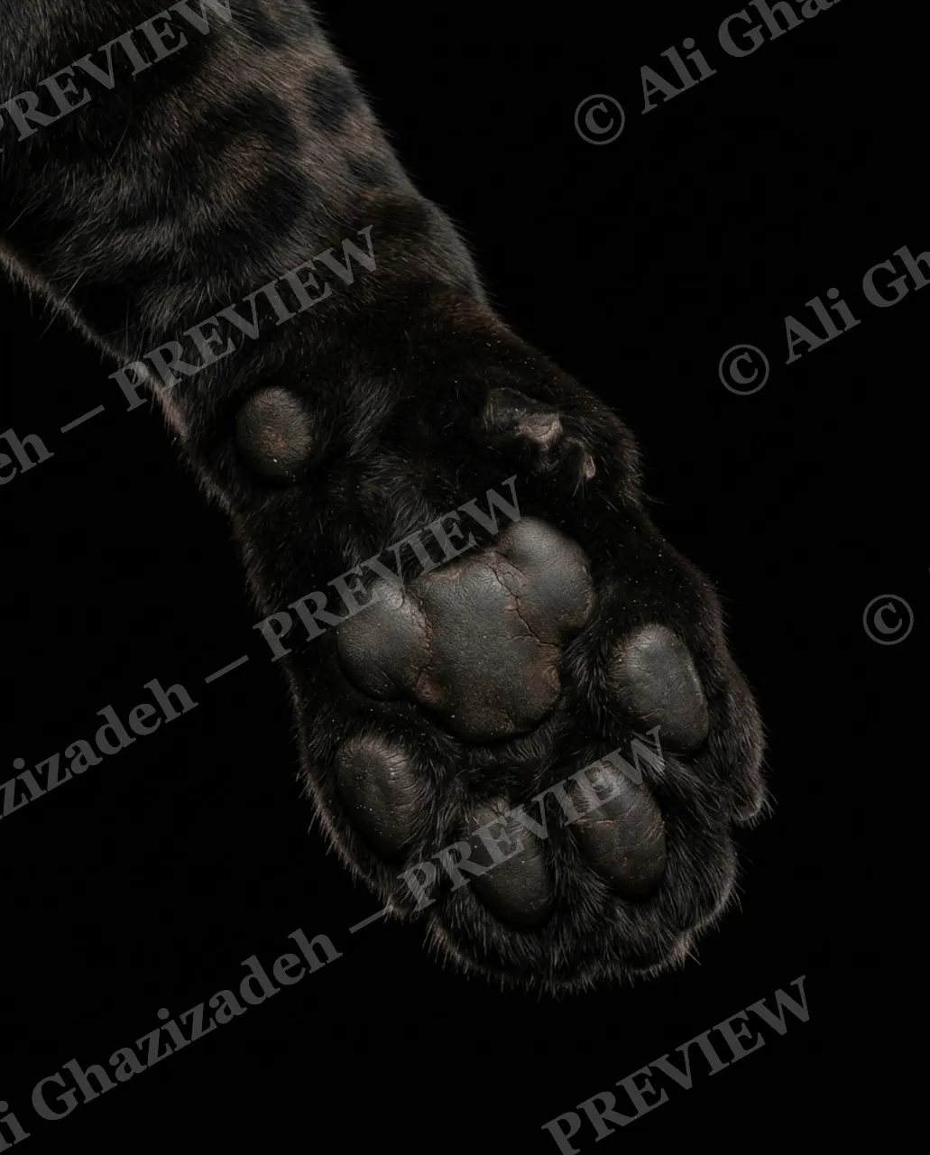 Big Softies — Shadow Step — Tiger artwork by Ali Ghazizadeh