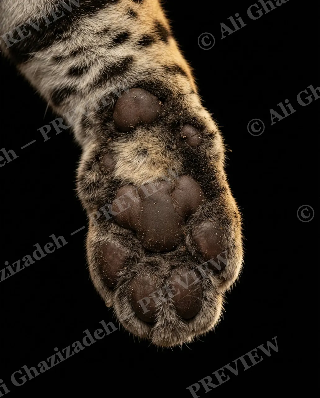 Big Softies — Silent Tread — Tiger artwork by Ali Ghazizadeh