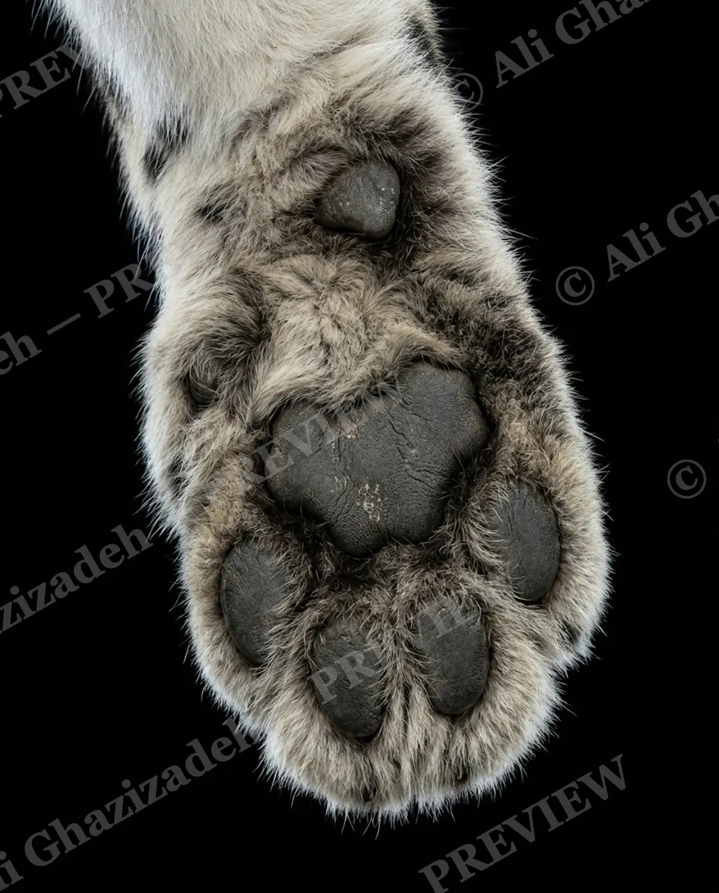 Big Softies — Snow-Ready Paw — Tiger artwork by Ali Ghazizadeh