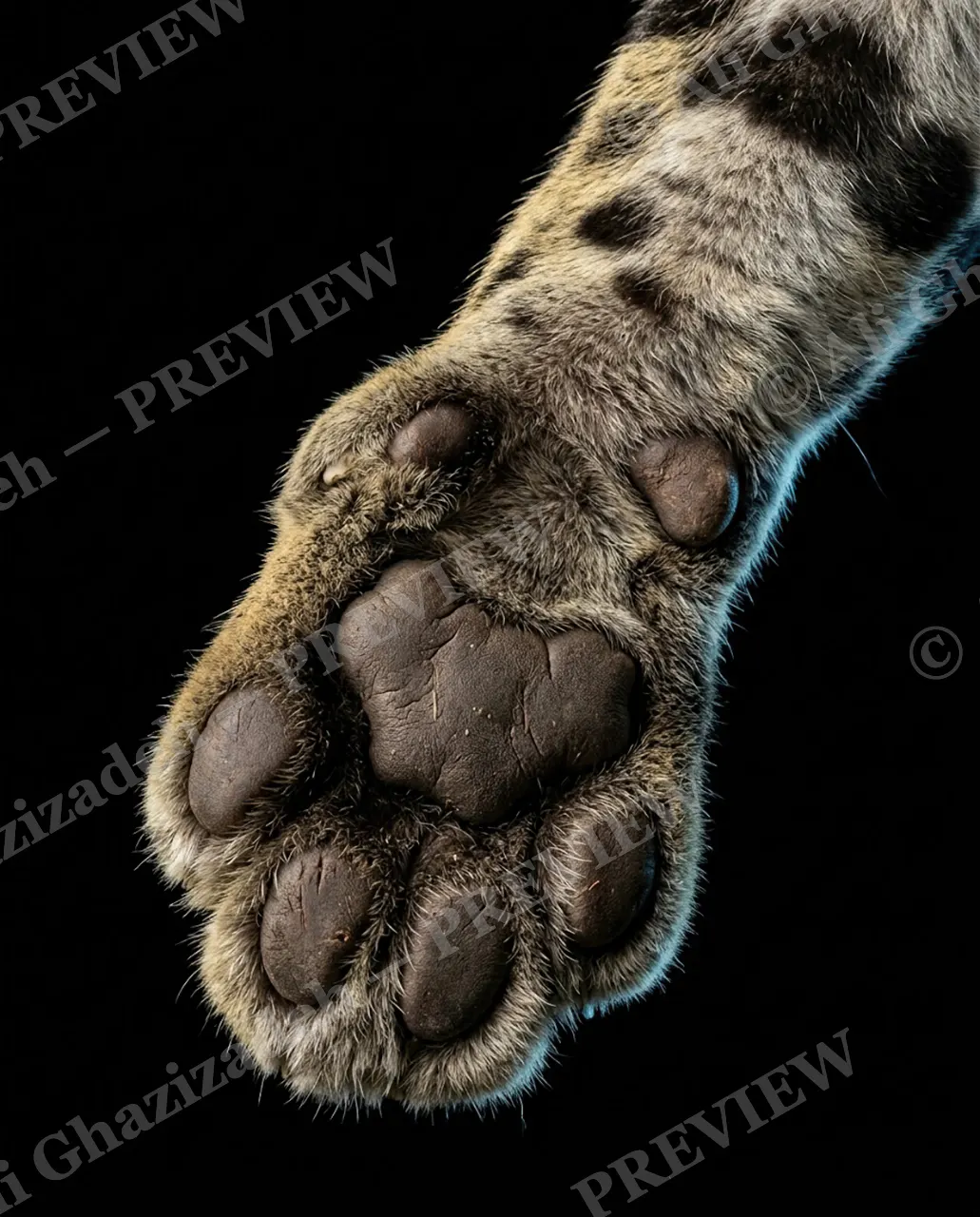 Big Softies — Spotted Sole — Tiger artwork by Ali Ghazizadeh