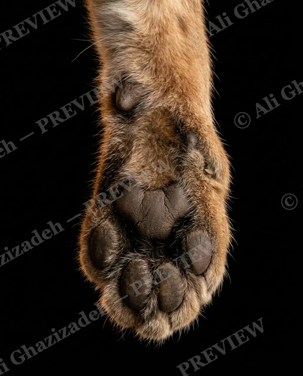 Big Softies — Steady Paw — Tiger artwork by Ali Ghazizadeh