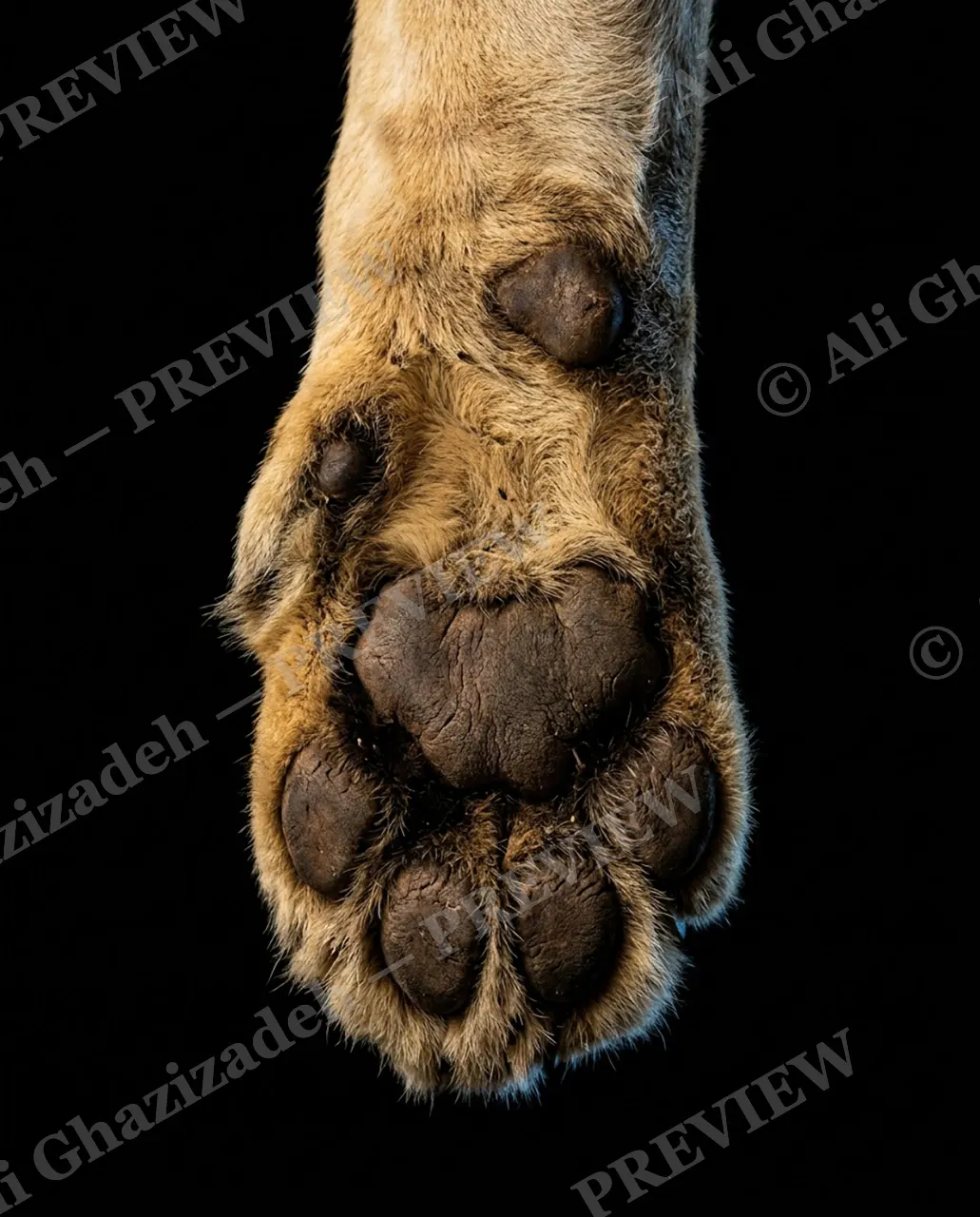 Big Softies — Sunlit Paw — Tiger artwork by Ali Ghazizadeh