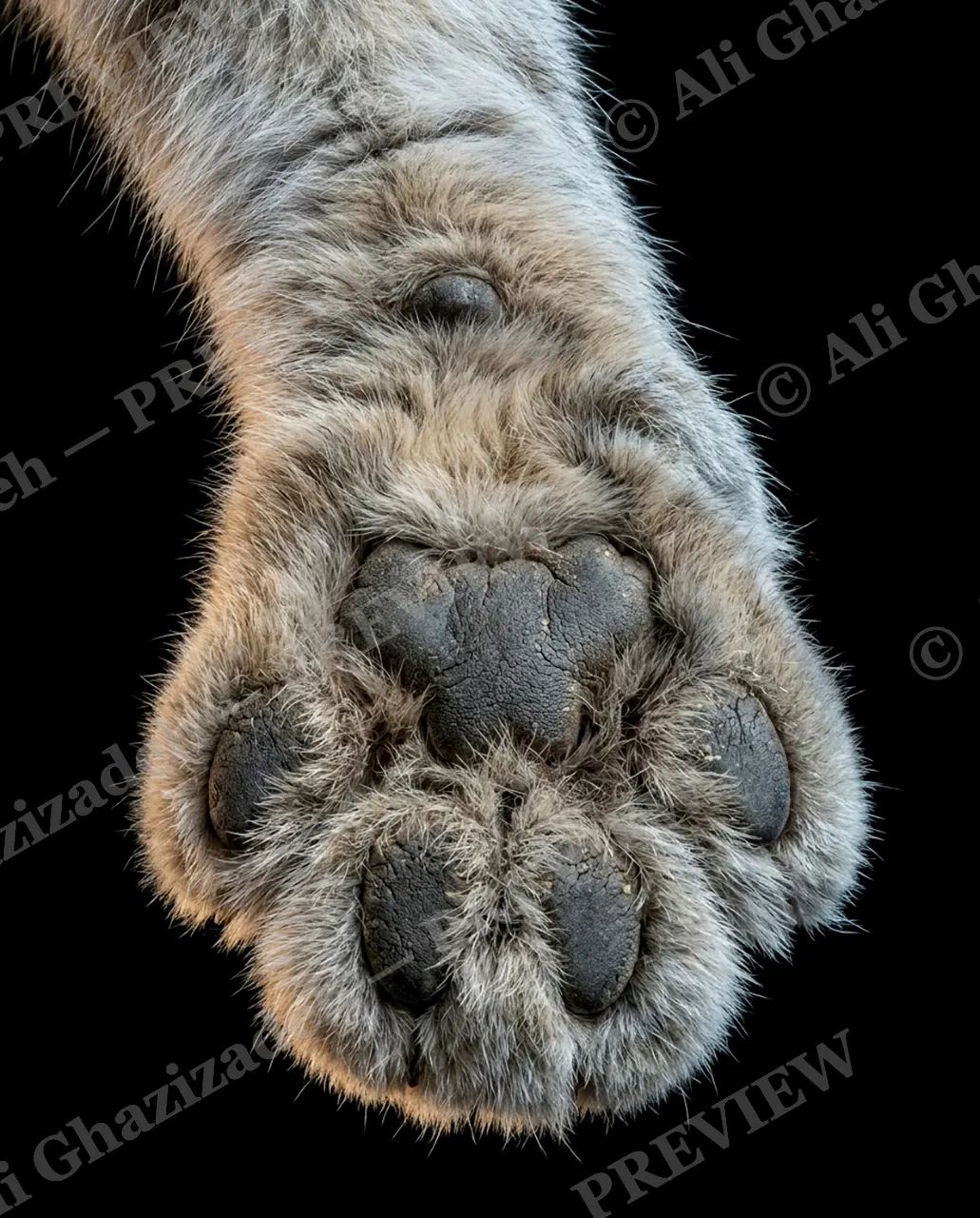 Big Softies — Winter Coat — Tiger artwork by Ali Ghazizadeh