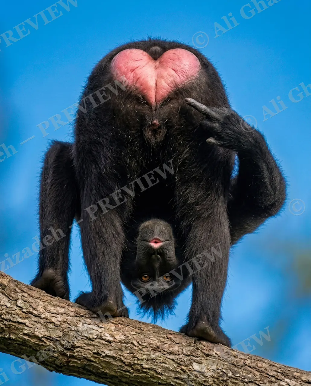 Accidental Valentine — Peekaboo From Below — Monkey artwork by Ali Ghazizadeh