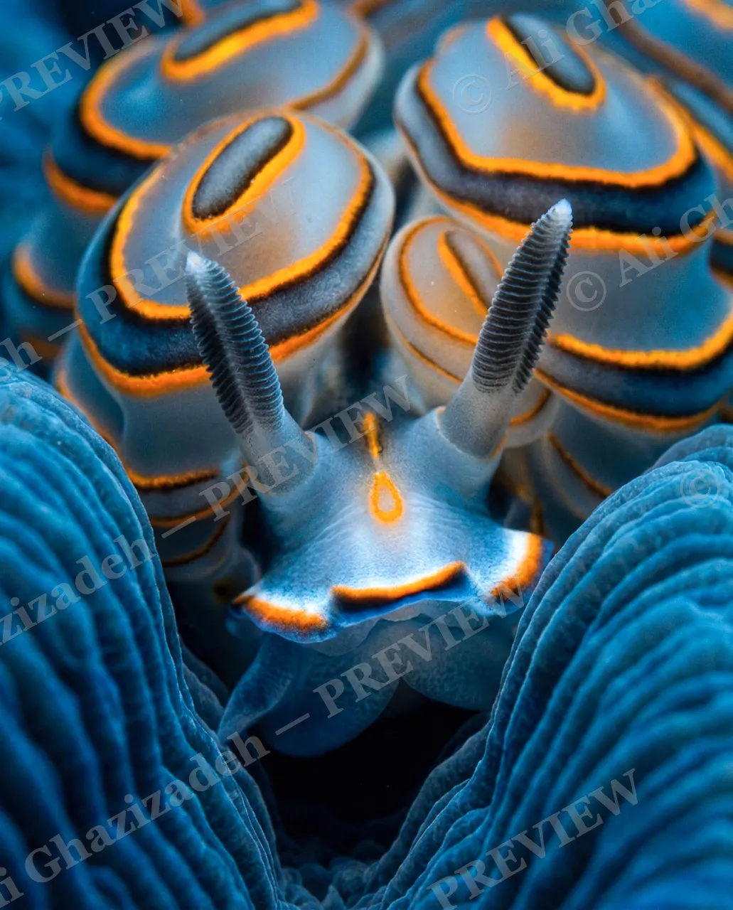 Blue Blooded — Up Close — Nudibranch artwork by Ali Ghazizadeh