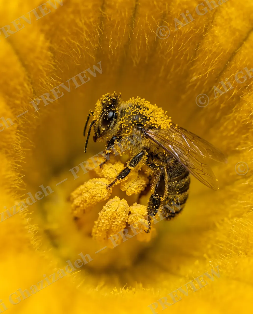 Sweet Beginnings — Deep in the Blossom — Honey bee artwork by Ali Ghazizadeh