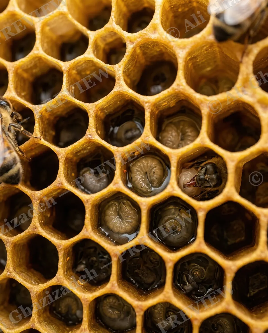 Sweet Beginnings — Generations in the Comb — Honey bee artwork by Ali Ghazizadeh