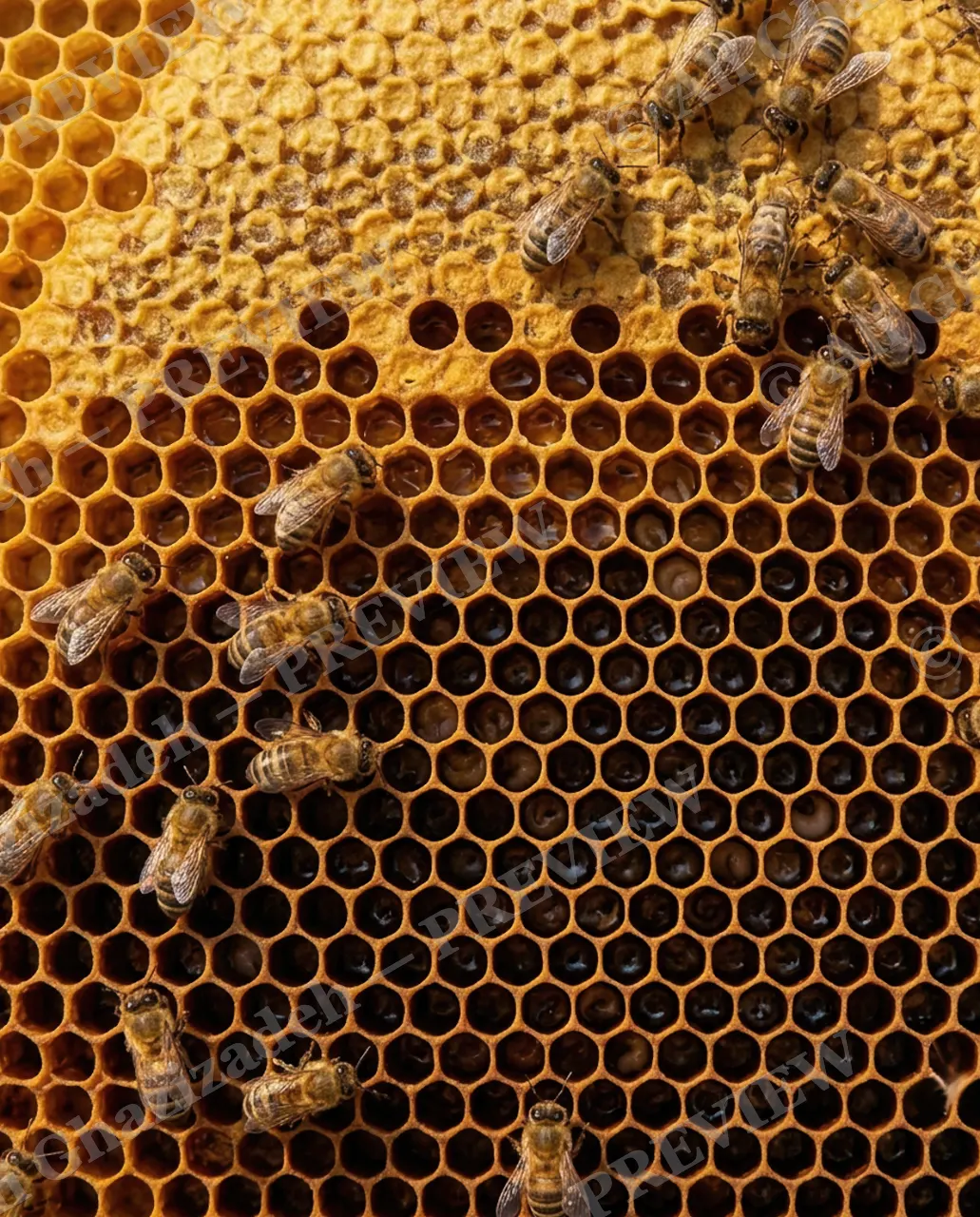 Sweet Beginnings — The Colony at Work — Honey bee artwork by Ali Ghazizadeh