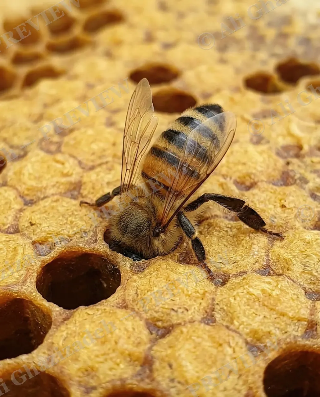 Sweet Beginnings — Wings Unfurled — Honey bee artwork by Ali Ghazizadeh
