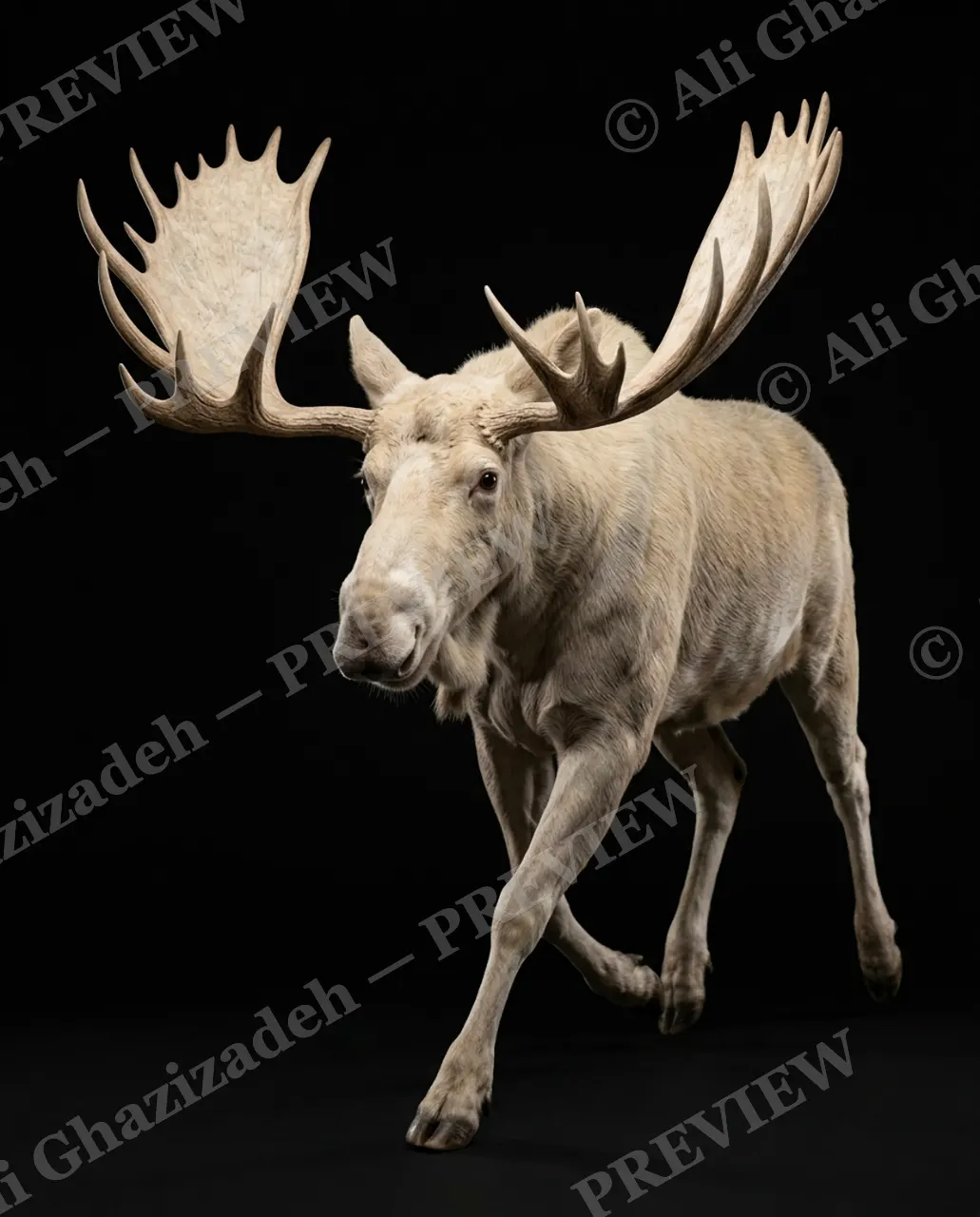 Big Teeth, Little Deer — The Pale Moose Arrives — Muntjac artwork by Ali Ghazizadeh