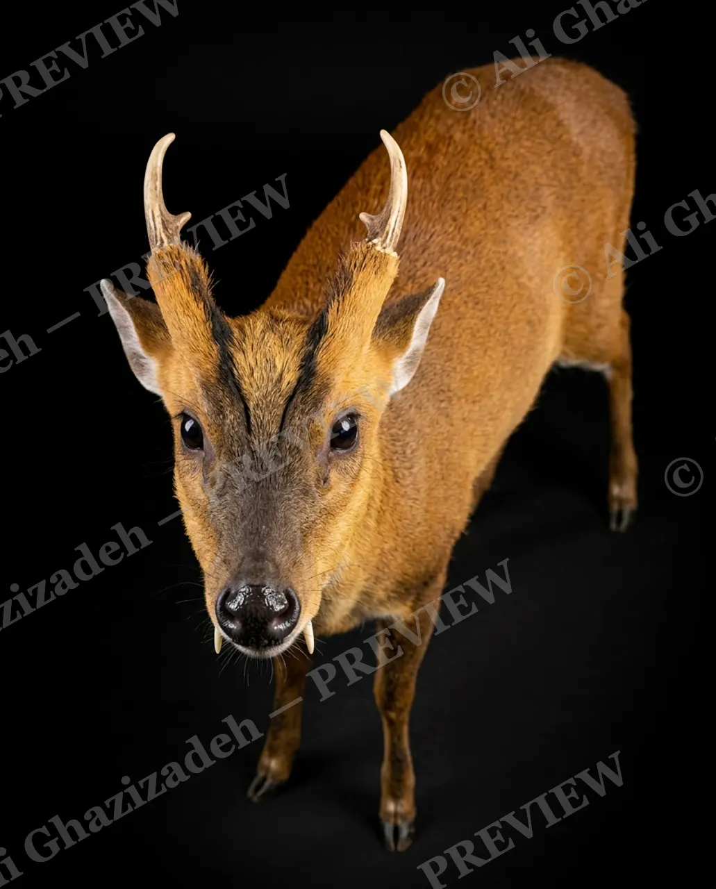 Big Teeth, Little Deer — Meet the Actual Vampire — Muntjac artwork by Ali Ghazizadeh