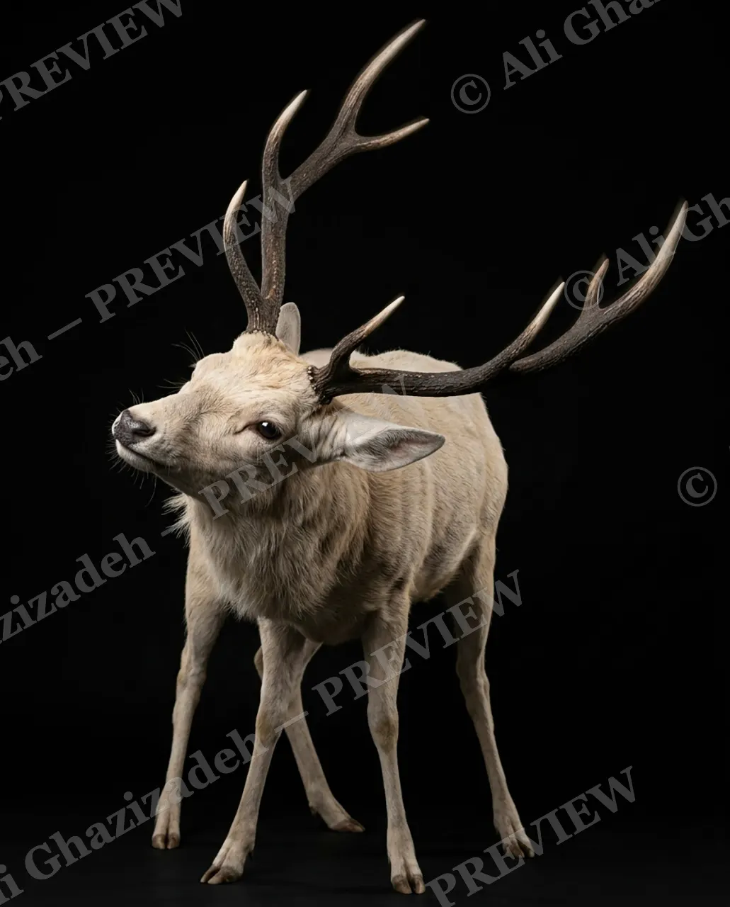 Big Teeth, Little Deer — One Last Regal Look — Muntjac artwork by Ali Ghazizadeh