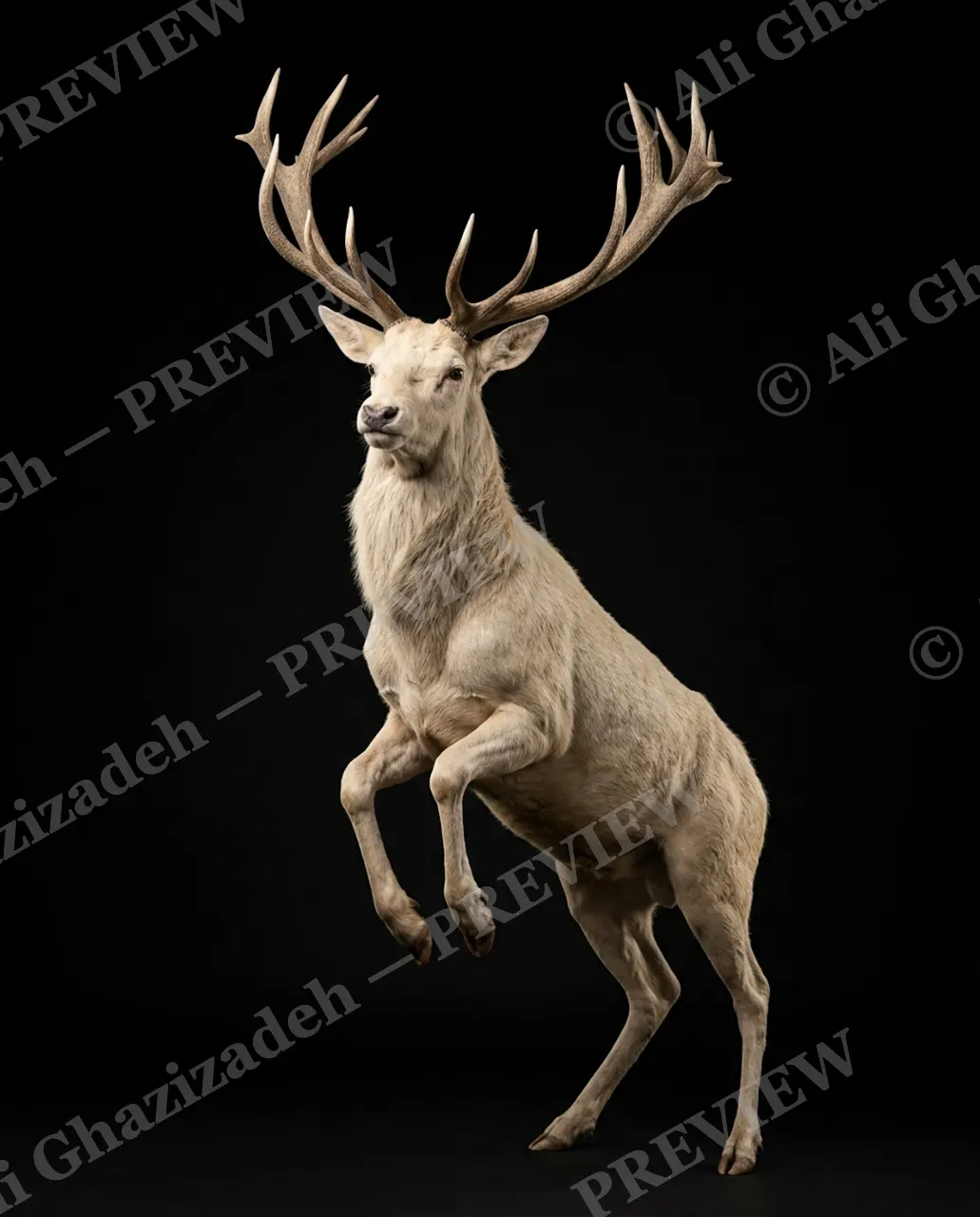 Big Teeth, Little Deer — Rearing Into the Spotlight — Muntjac artwork by Ali Ghazizadeh