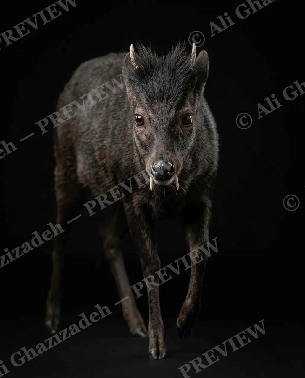 Big Teeth, Little Deer — Small Horns, Big Fangs — Muntjac artwork by Ali Ghazizadeh