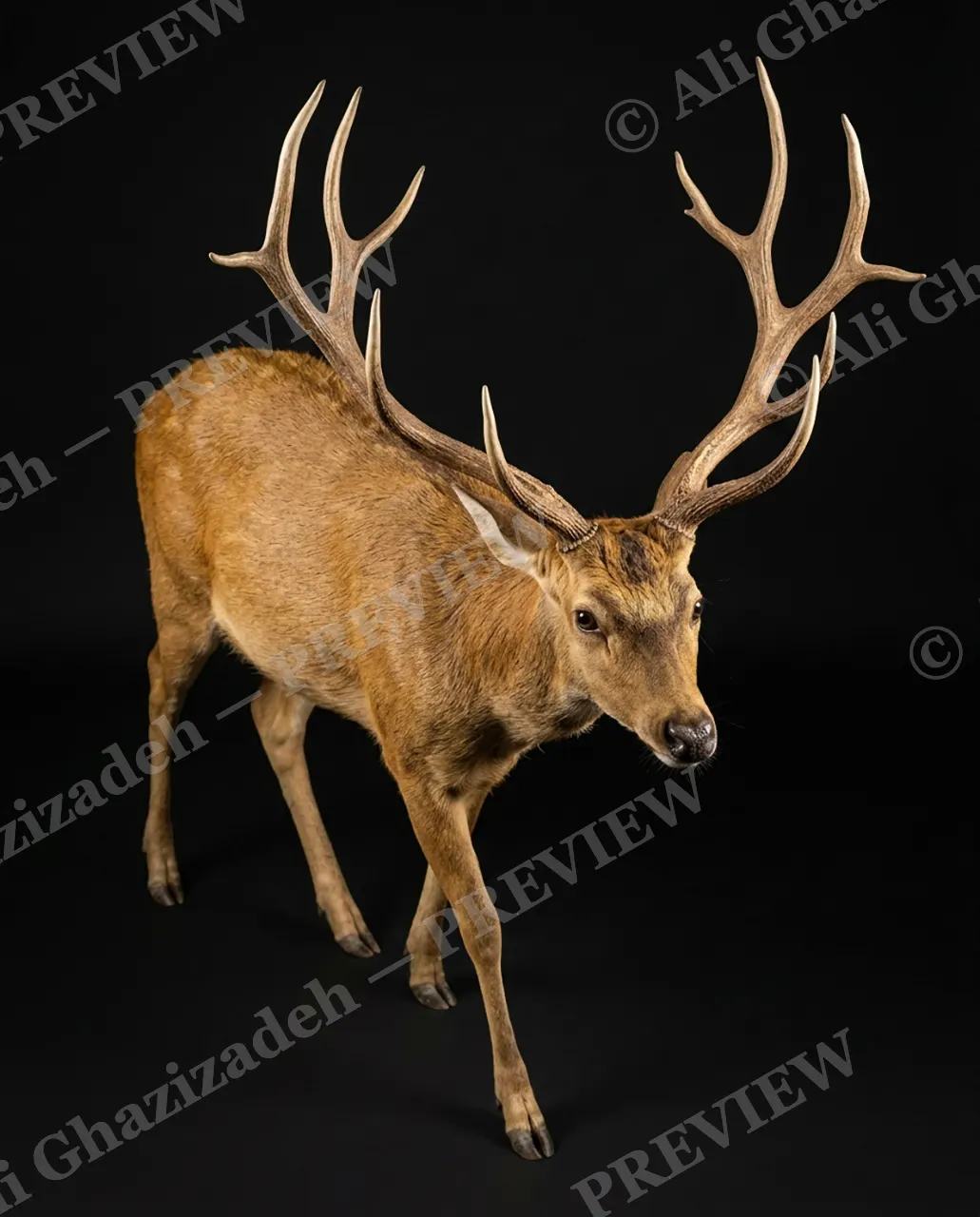 Big Teeth, Little Deer — Stag on the Approach — Muntjac artwork by Ali Ghazizadeh