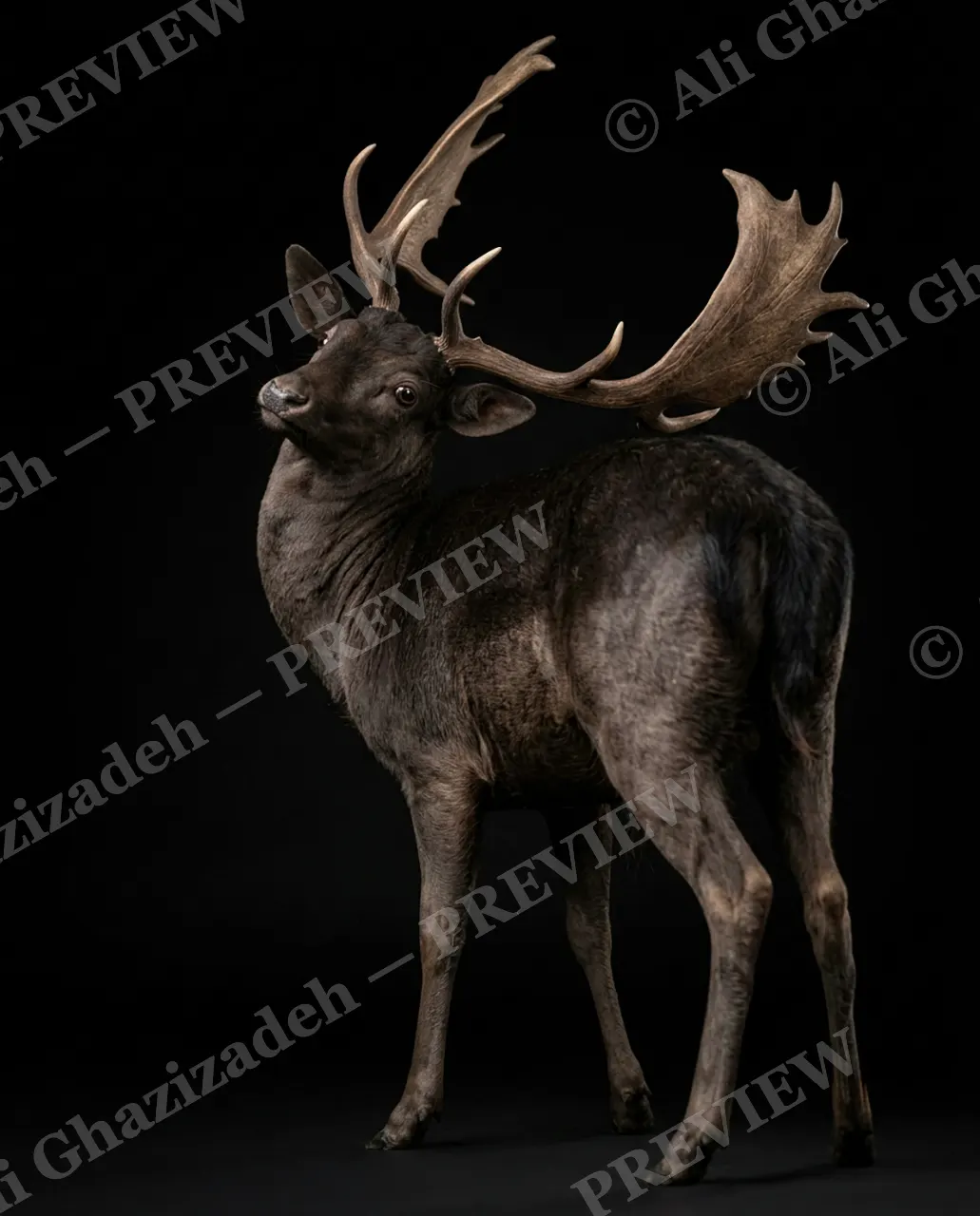 Big Teeth, Little Deer — The Dark Fallow Buck — Muntjac artwork by Ali Ghazizadeh