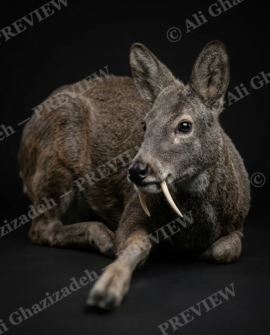 Big Teeth, Little Deer — The Ghost Stag Glances Back — Muntjac artwork by Ali Ghazizadeh